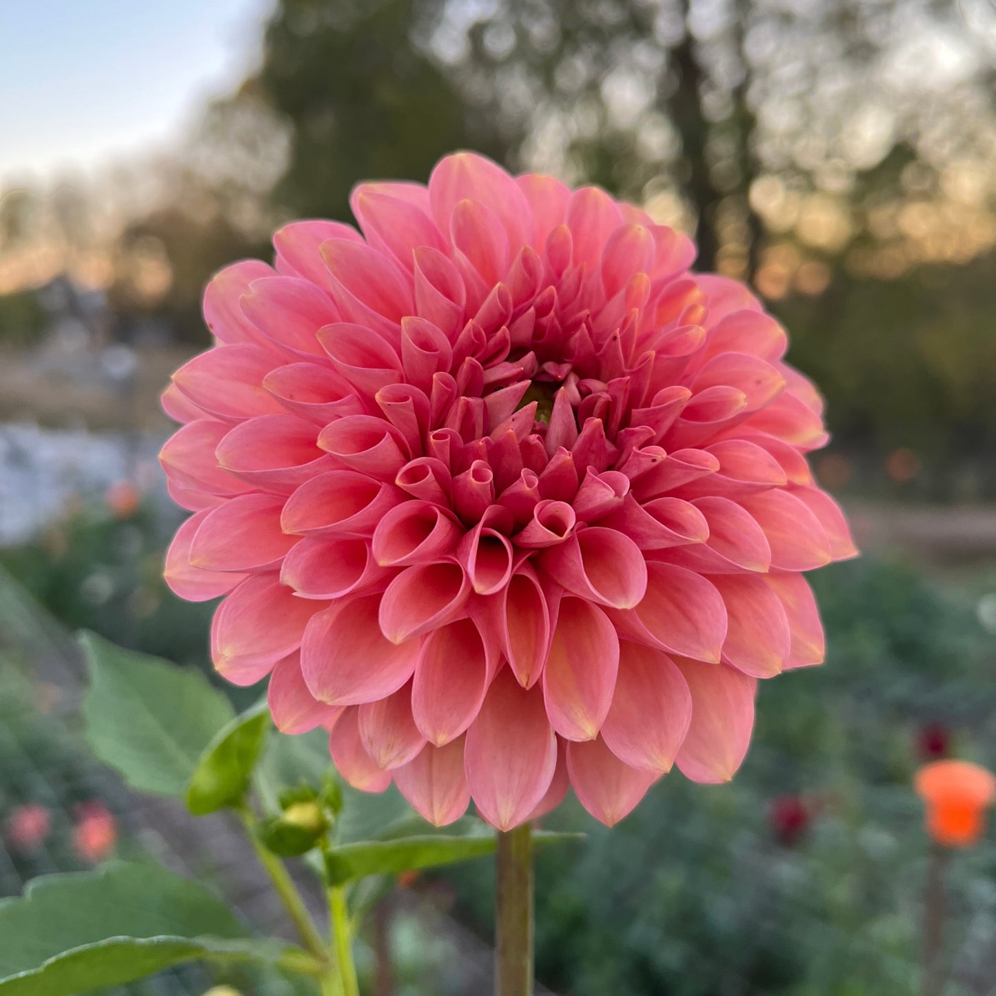 20th Ave Pink Cloud - Rooted Cutting