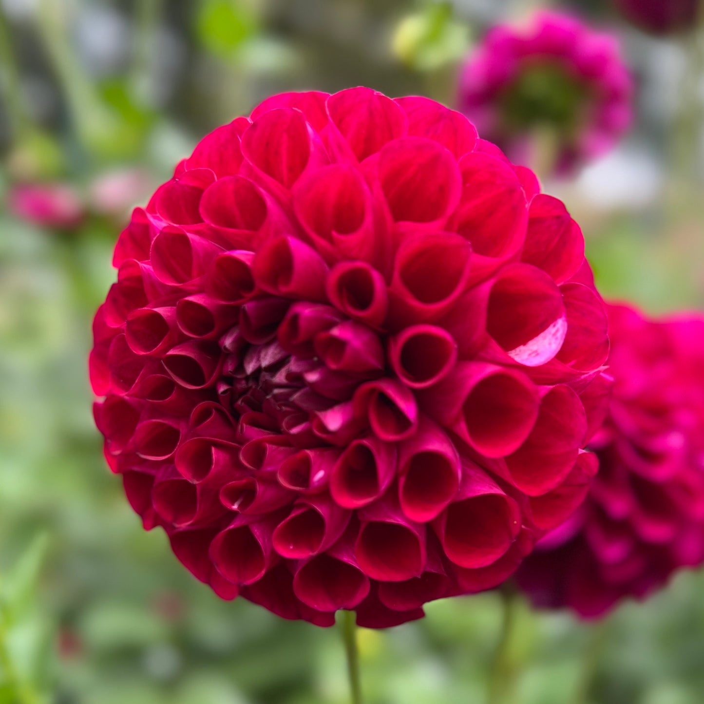 AC Bugsy - Dahlia Seeds