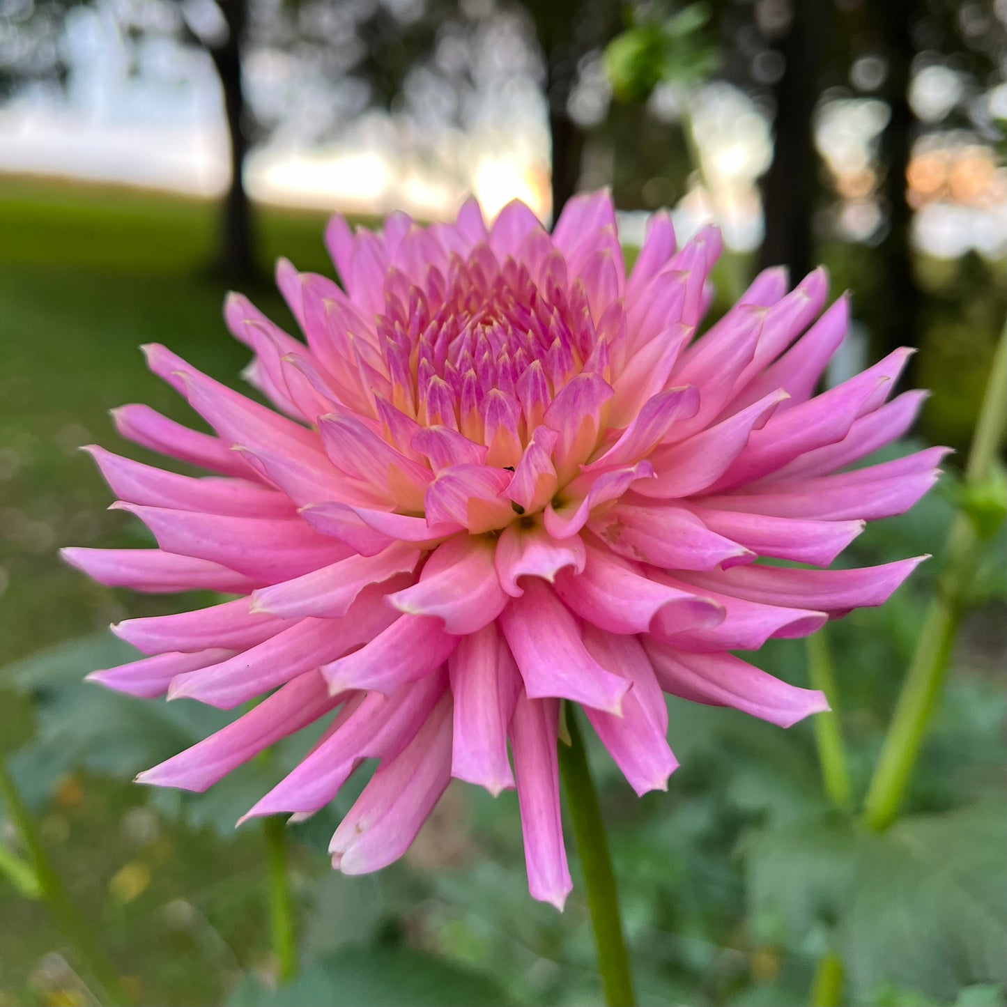 Coseytown Double Dutch