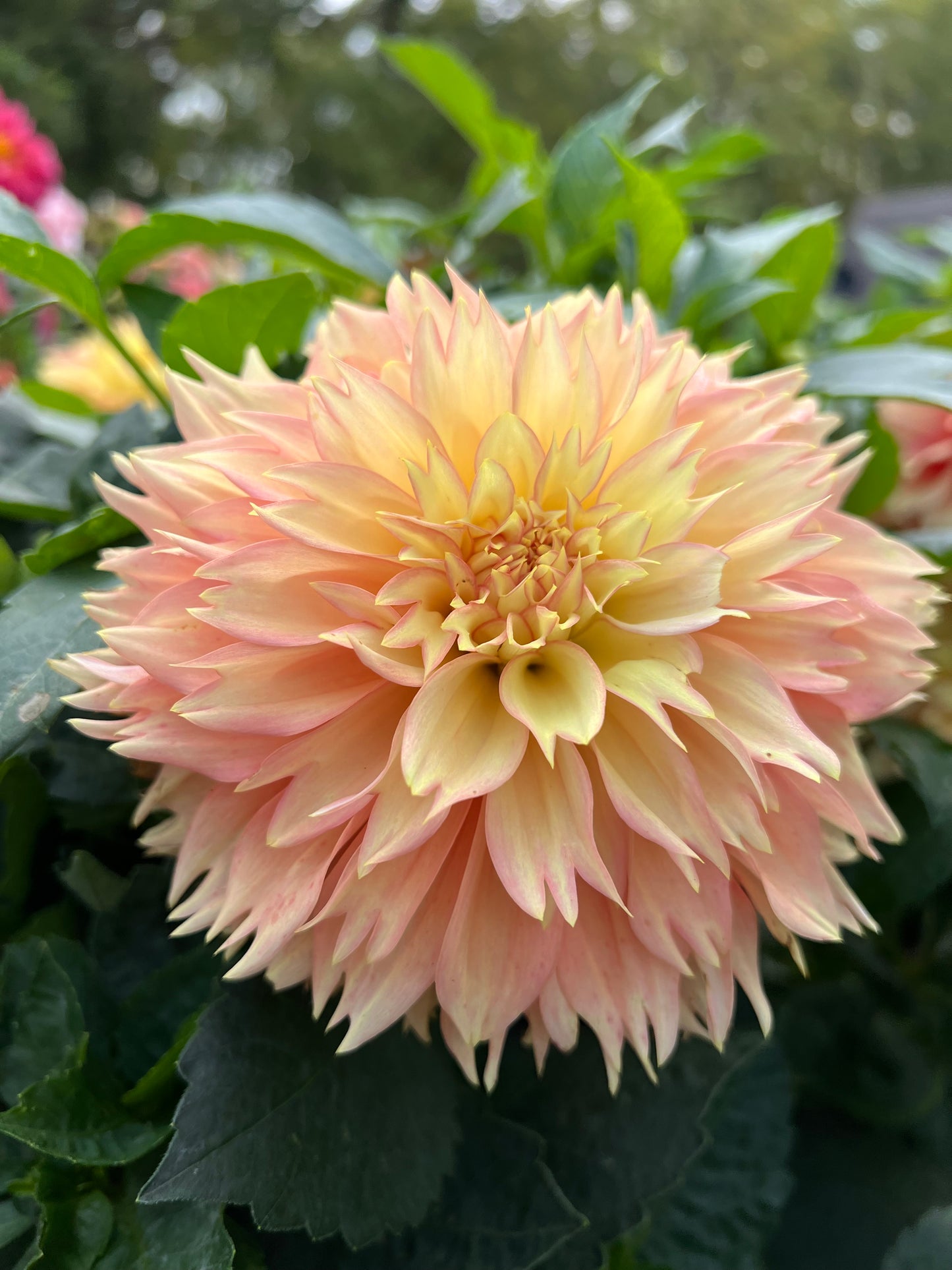 Lee's Savannah Spring - Rooted Cutting