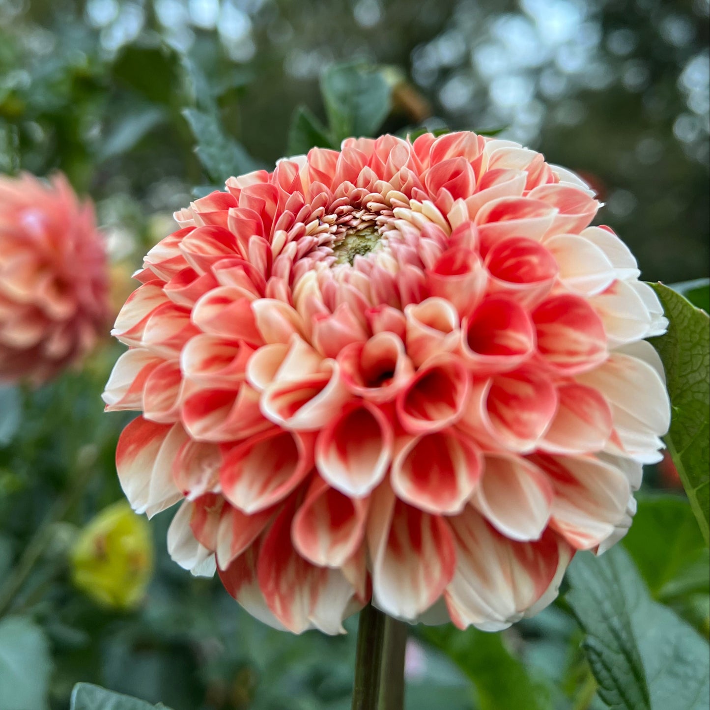 Luan - Rooted Cutting