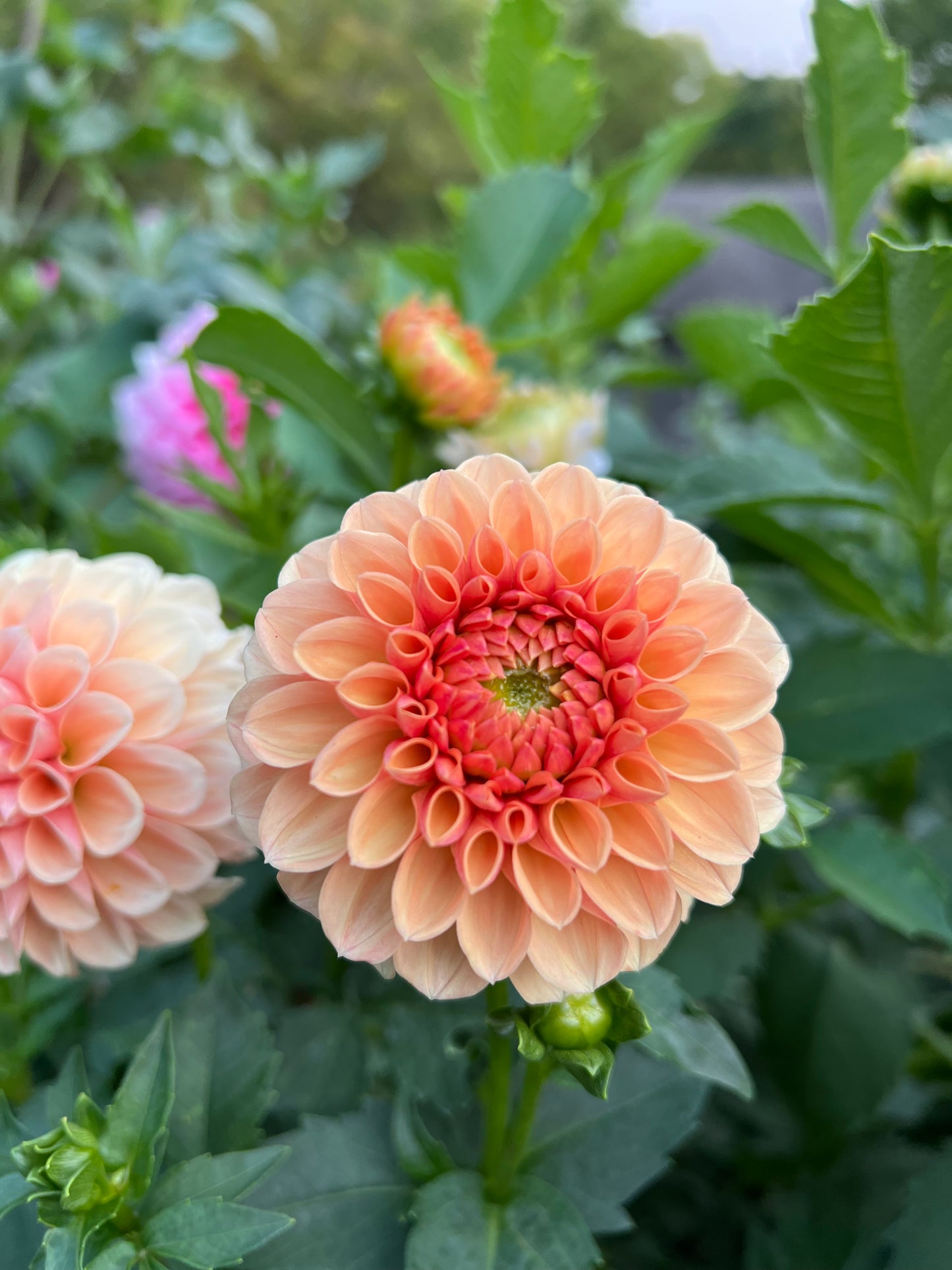 Lee's Beech Glow - Rooted Cutting