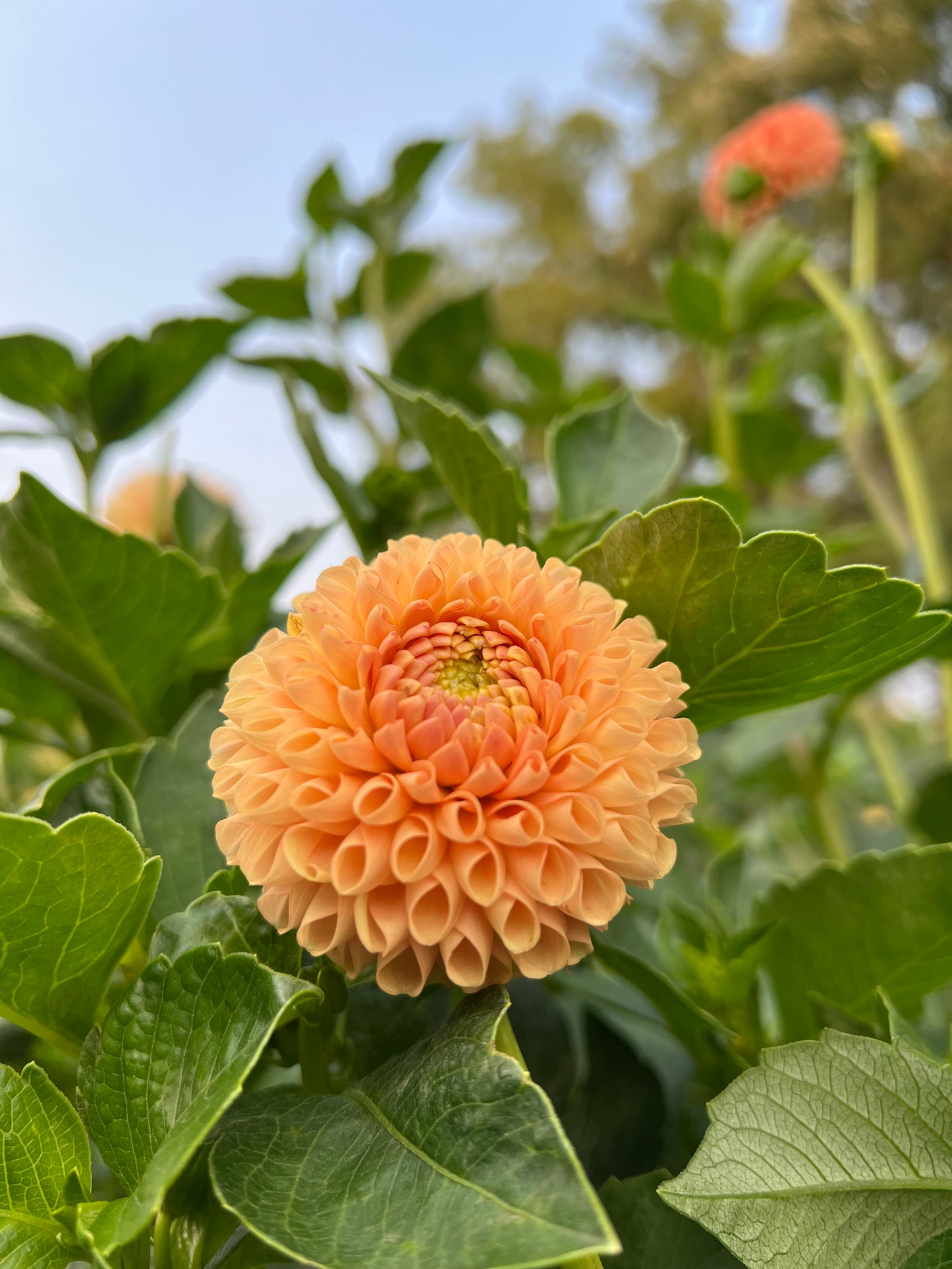 Ms Honey - Rooted Cutting