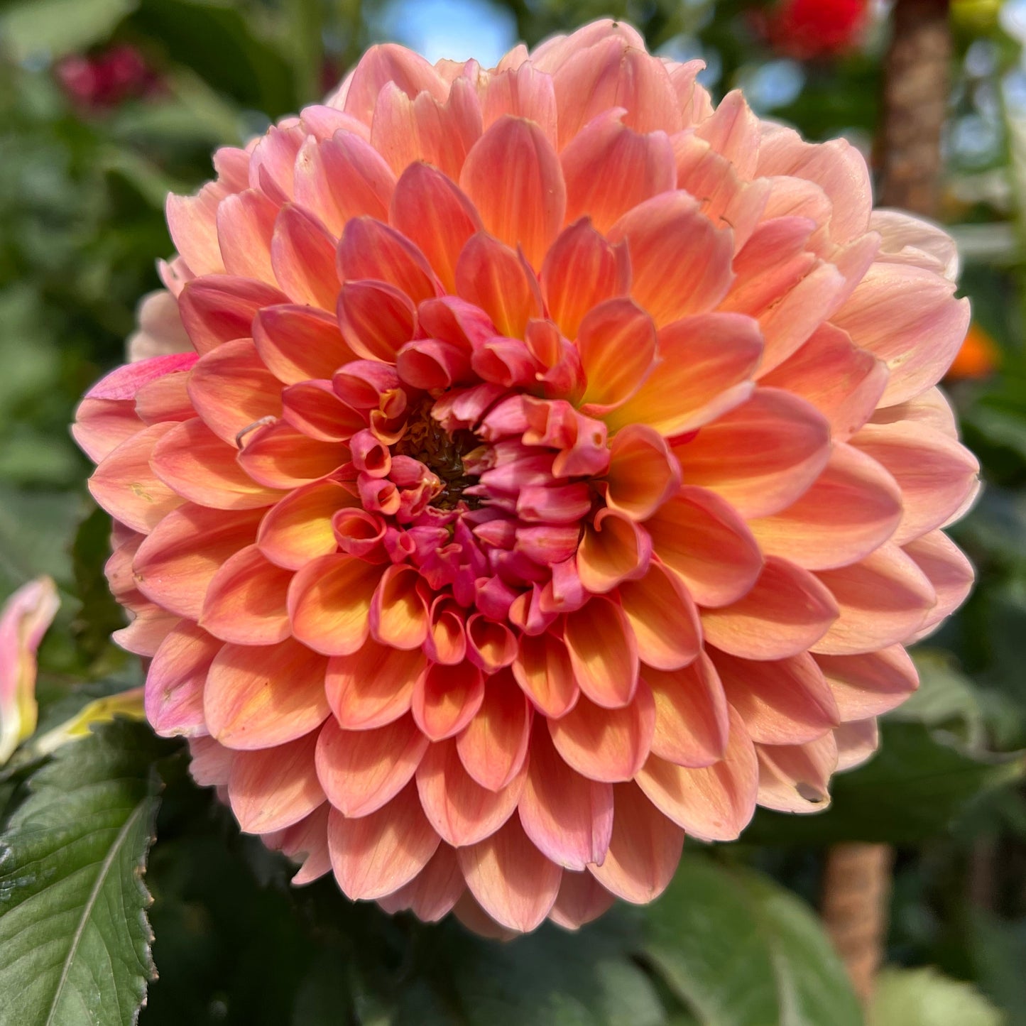 Sweet Sanne - Rooted Cutting