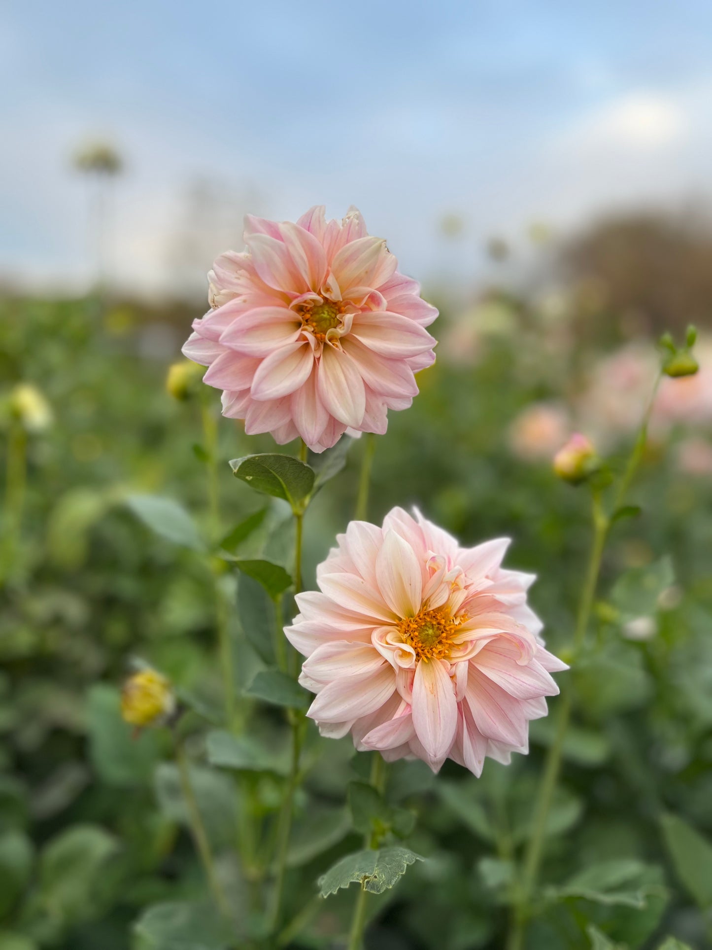 KA's Mocha Jake - Dahlia Seeds