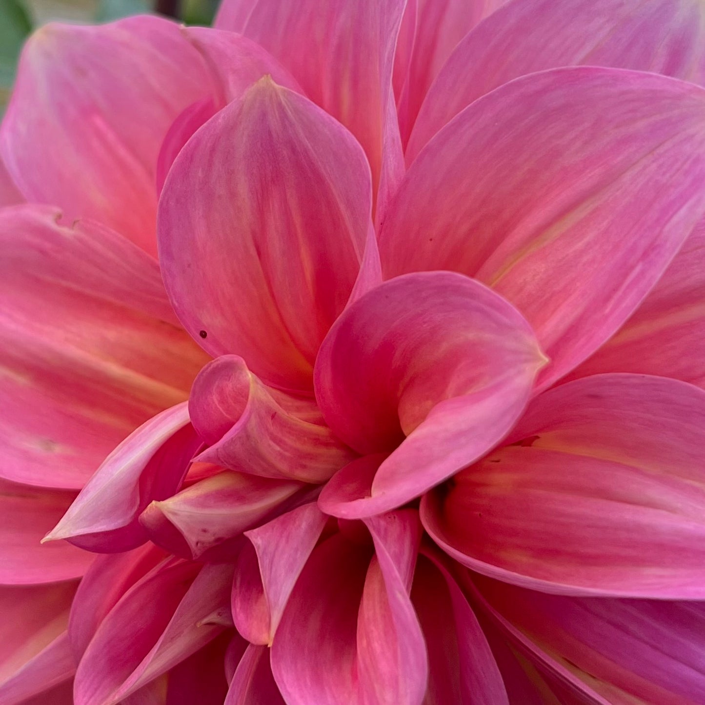 Cameo Peach - Rooted Cutting
