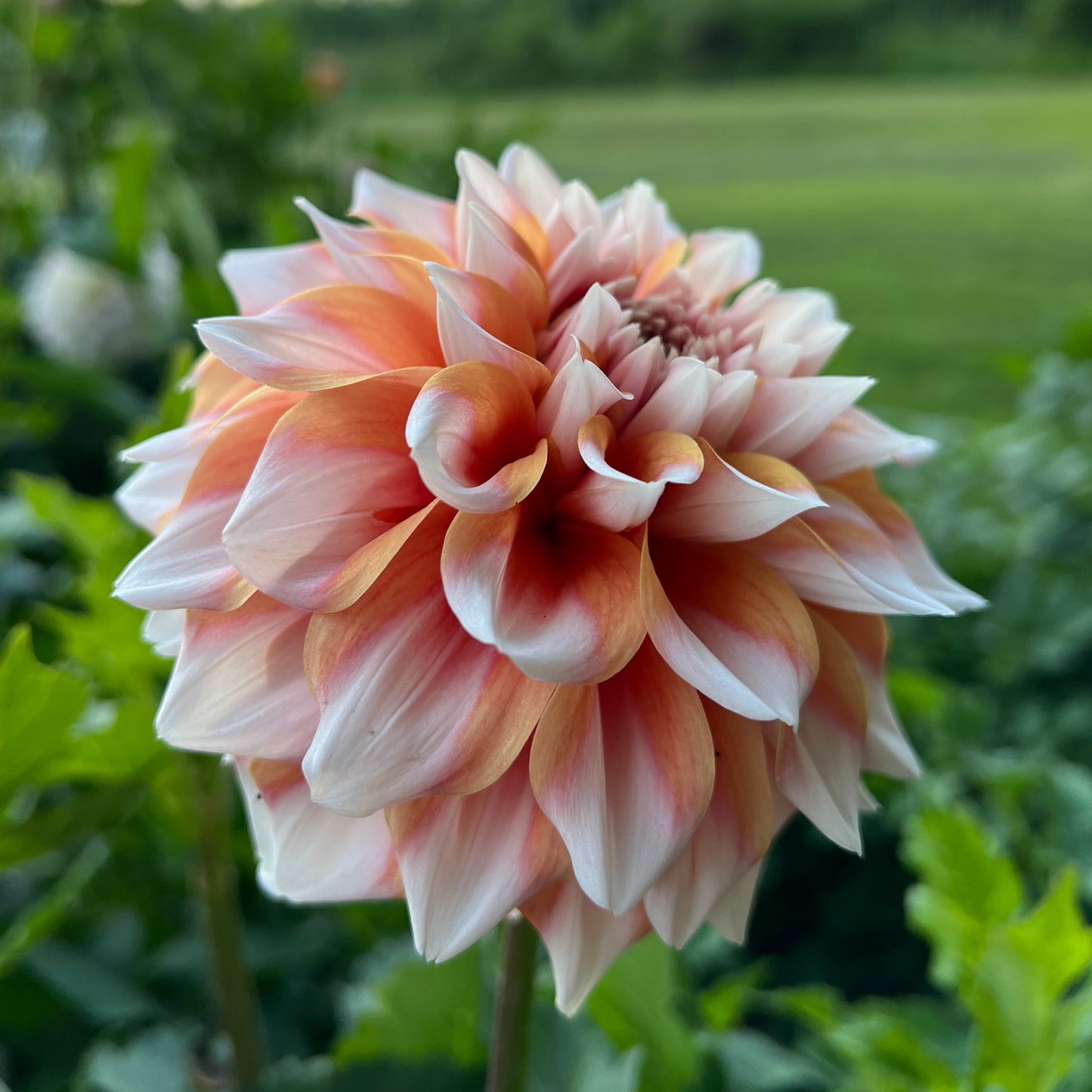 Hollyhill Orange Ice