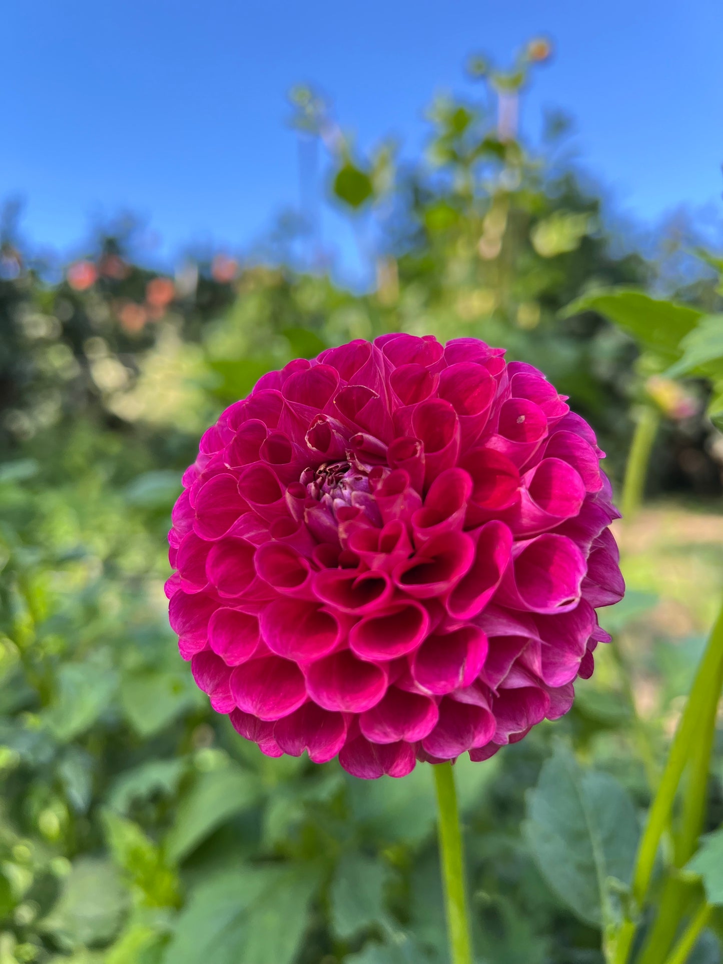 CB Very Berry - Rooted Cutting