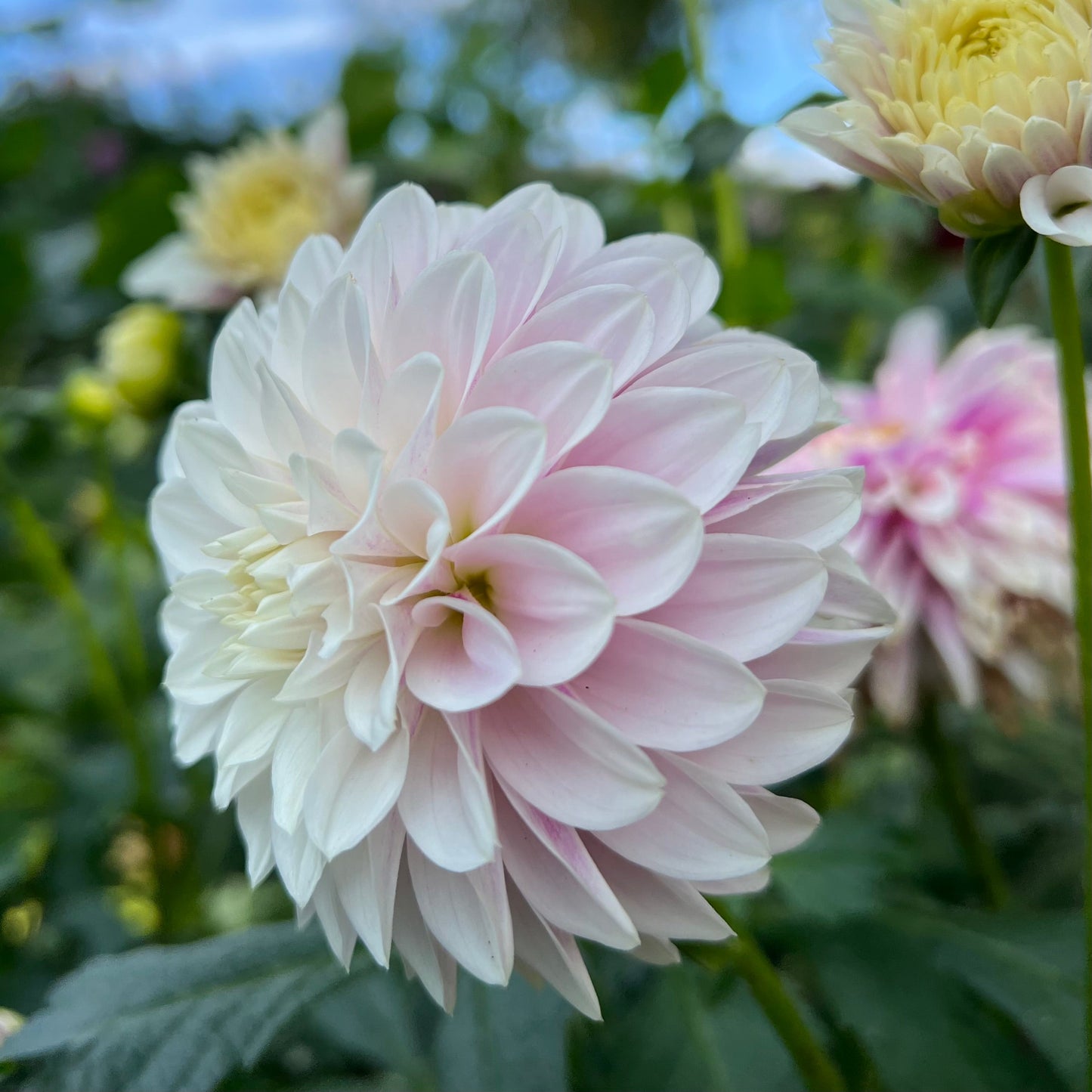 Salish Twilight Girl