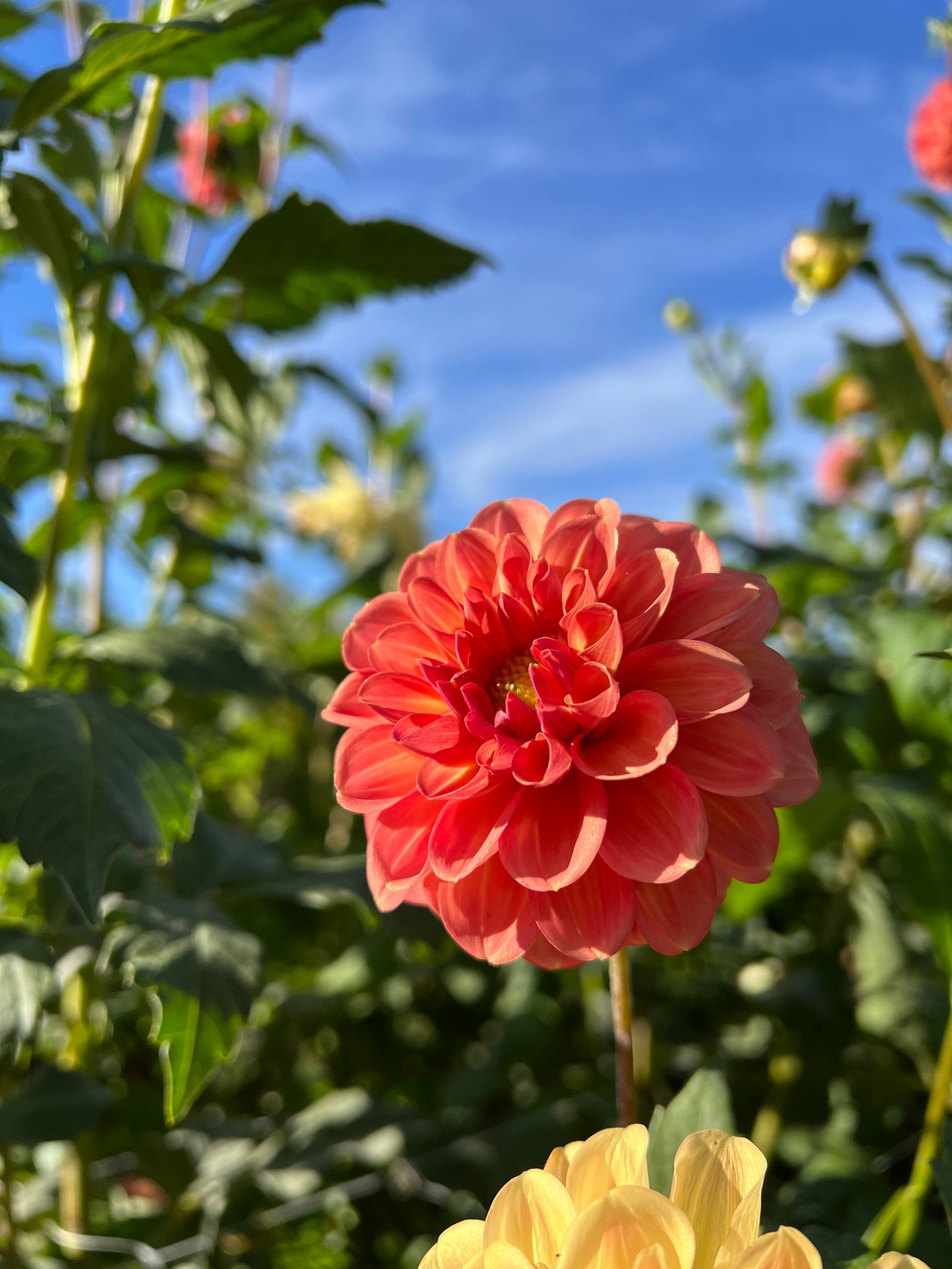 Coseytown Juicy - Dahlia Seeds