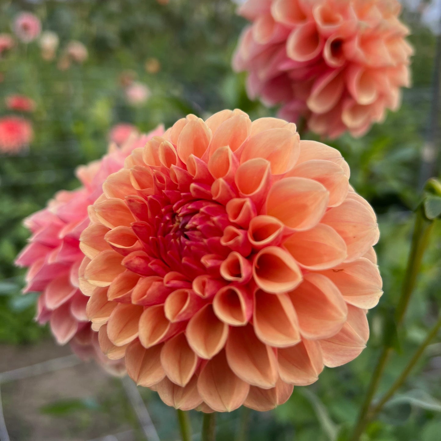 Lee's Beech Glow - Rooted Cutting