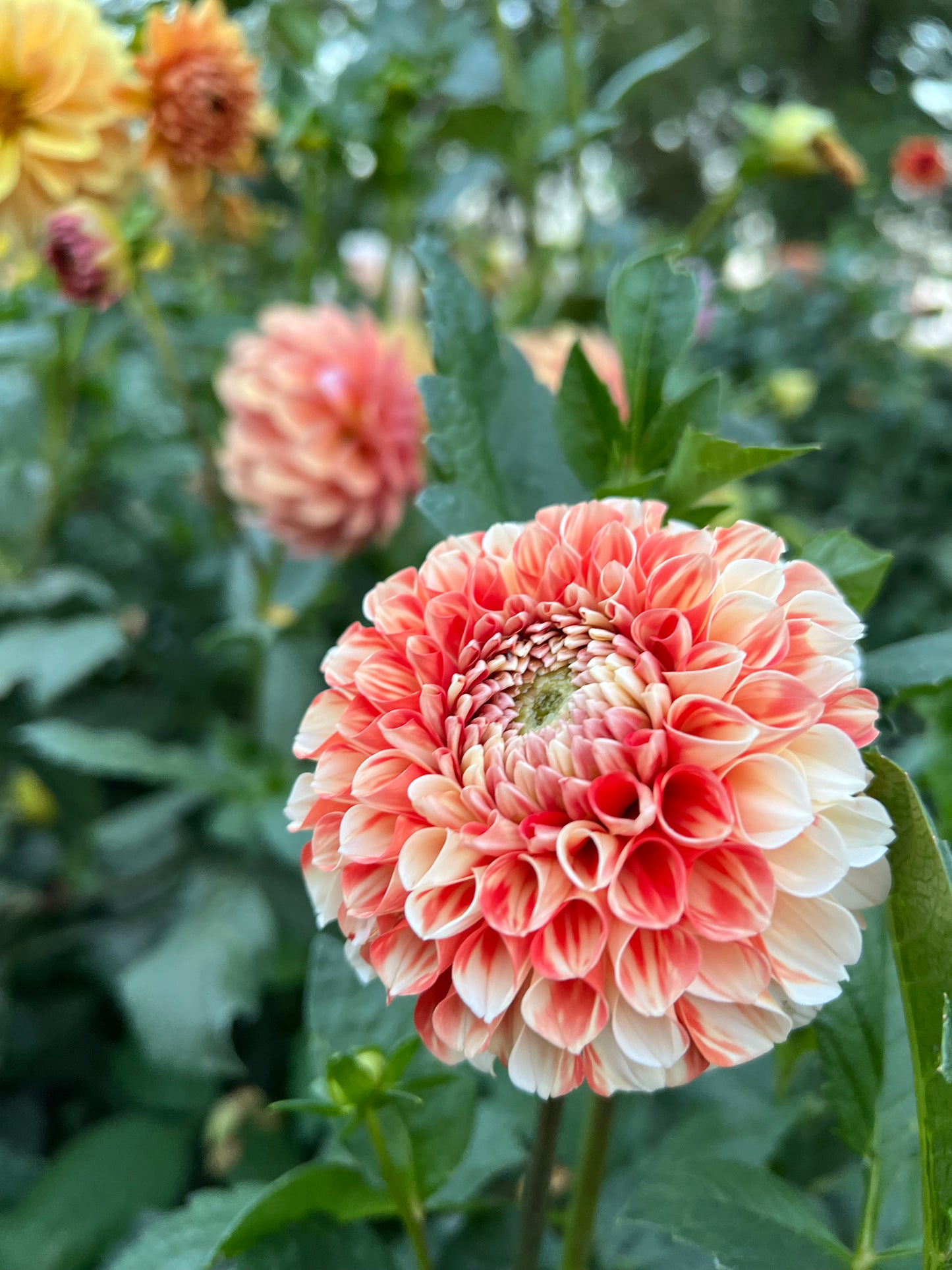 Luan - Rooted Cutting