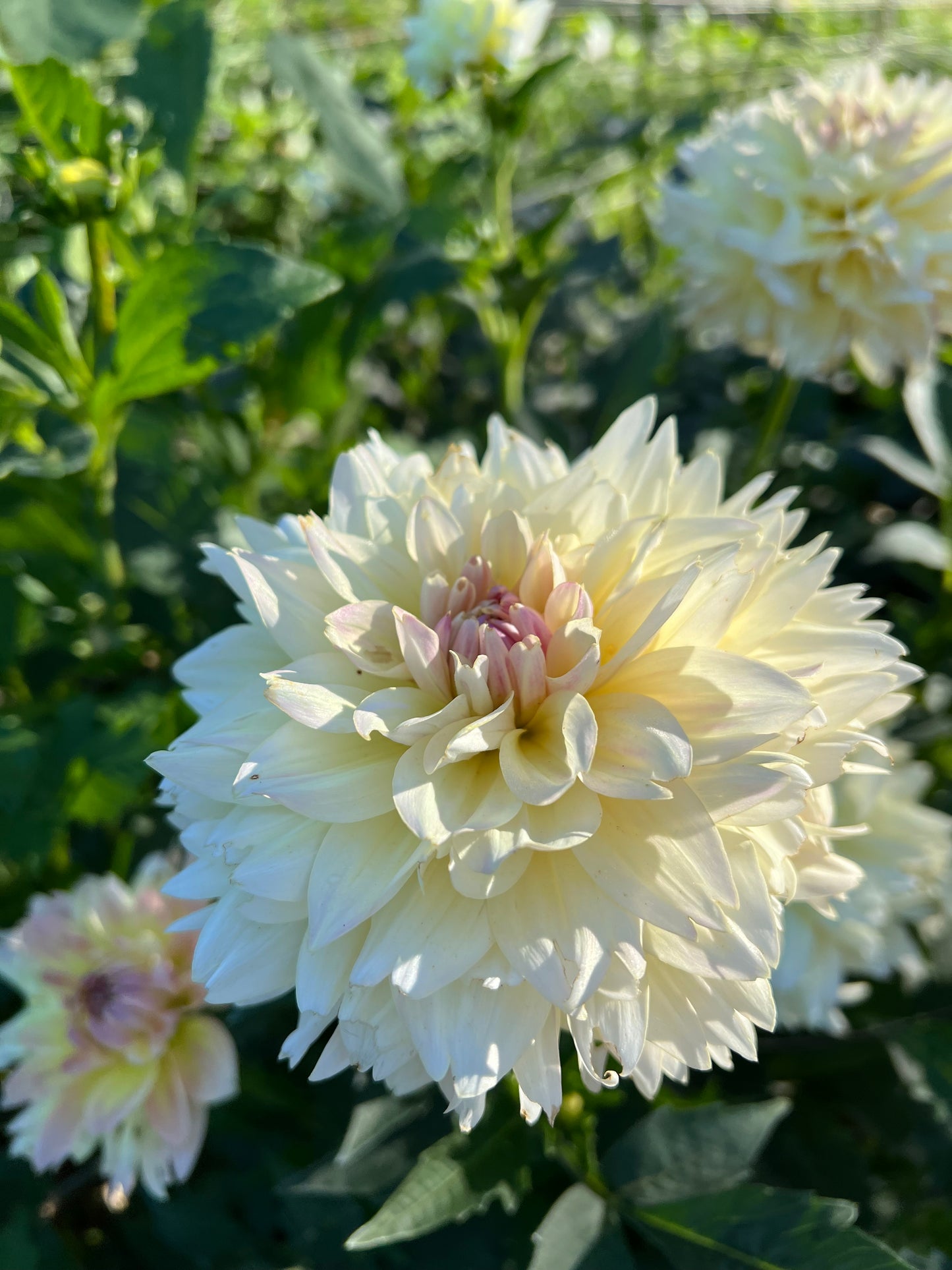 Joel's Favourite - Rooted Cutting