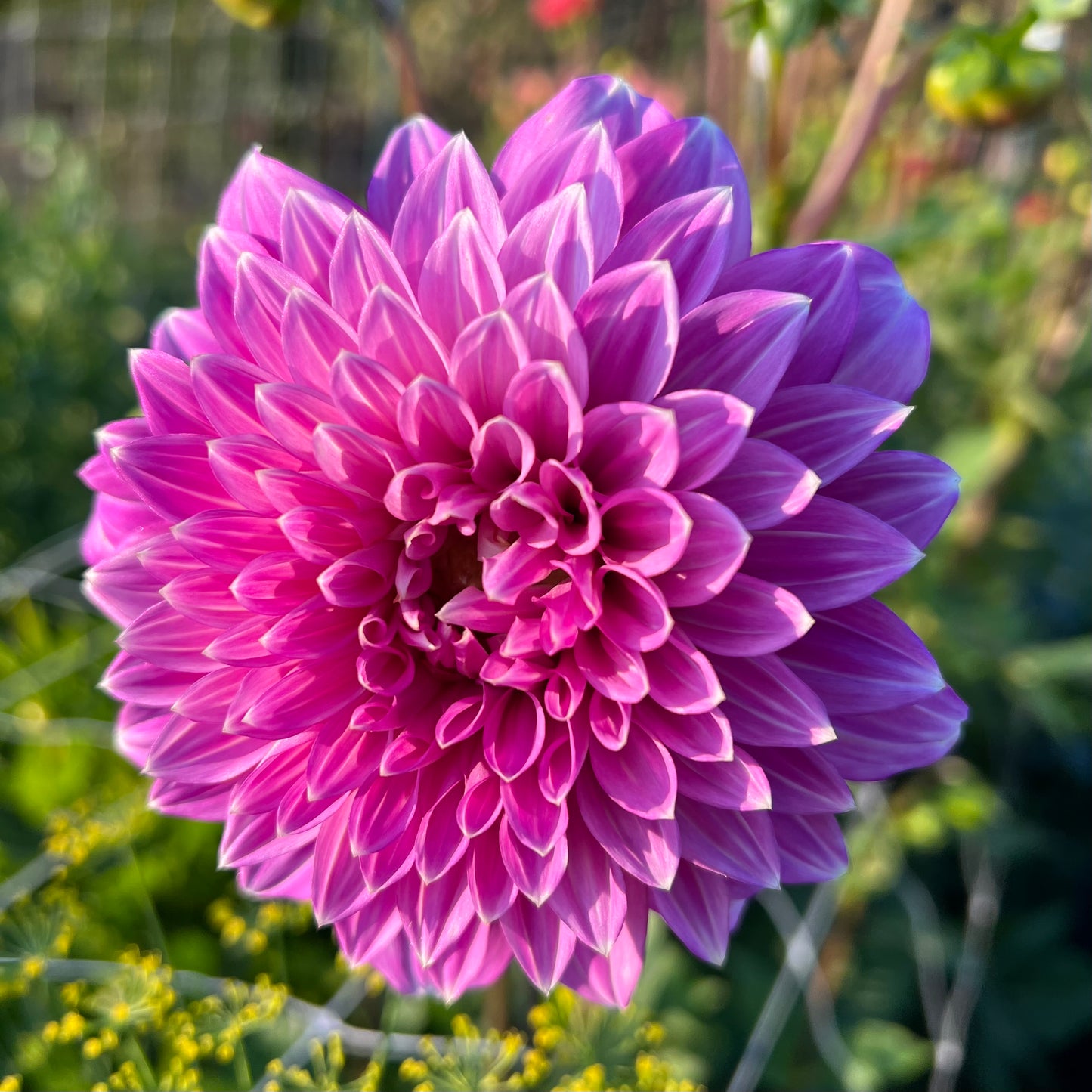 Bloomquist Clear Delight