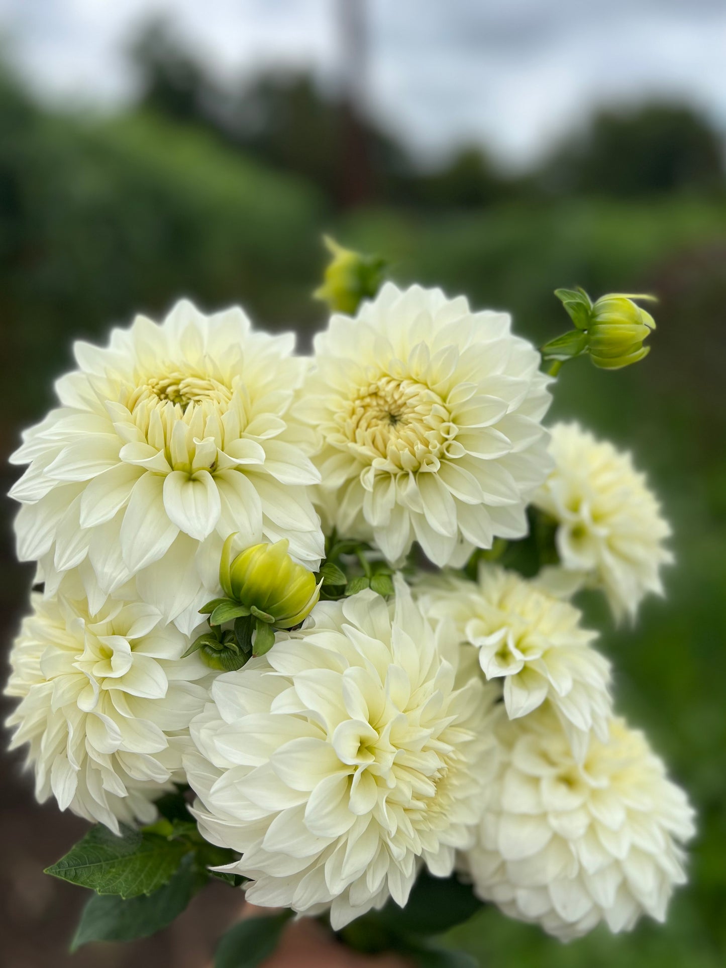 Coseytown Early Girl