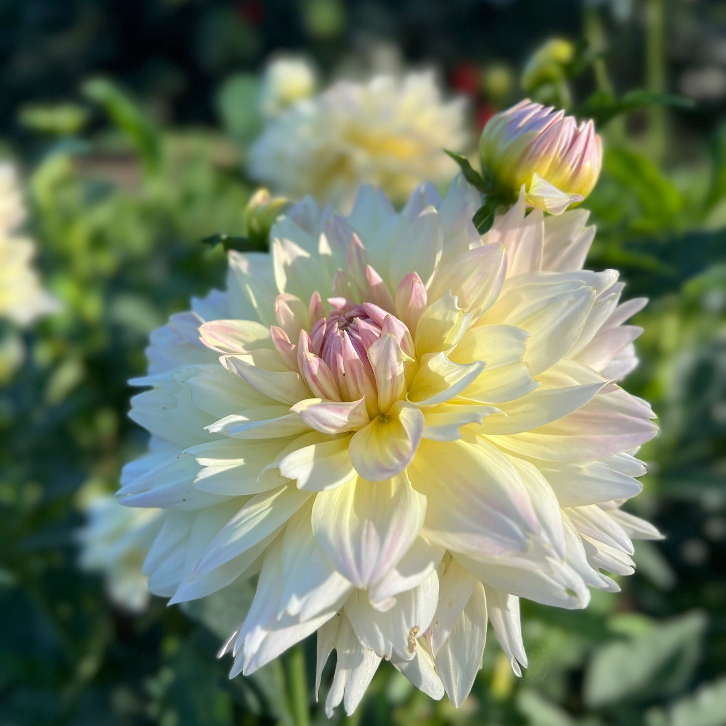 Joel's Favourite - Rooted Cutting