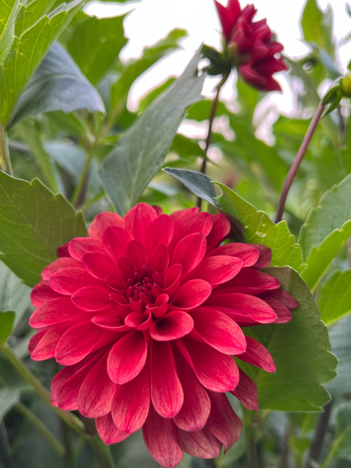 Lee's Ember - Rooted Cutting