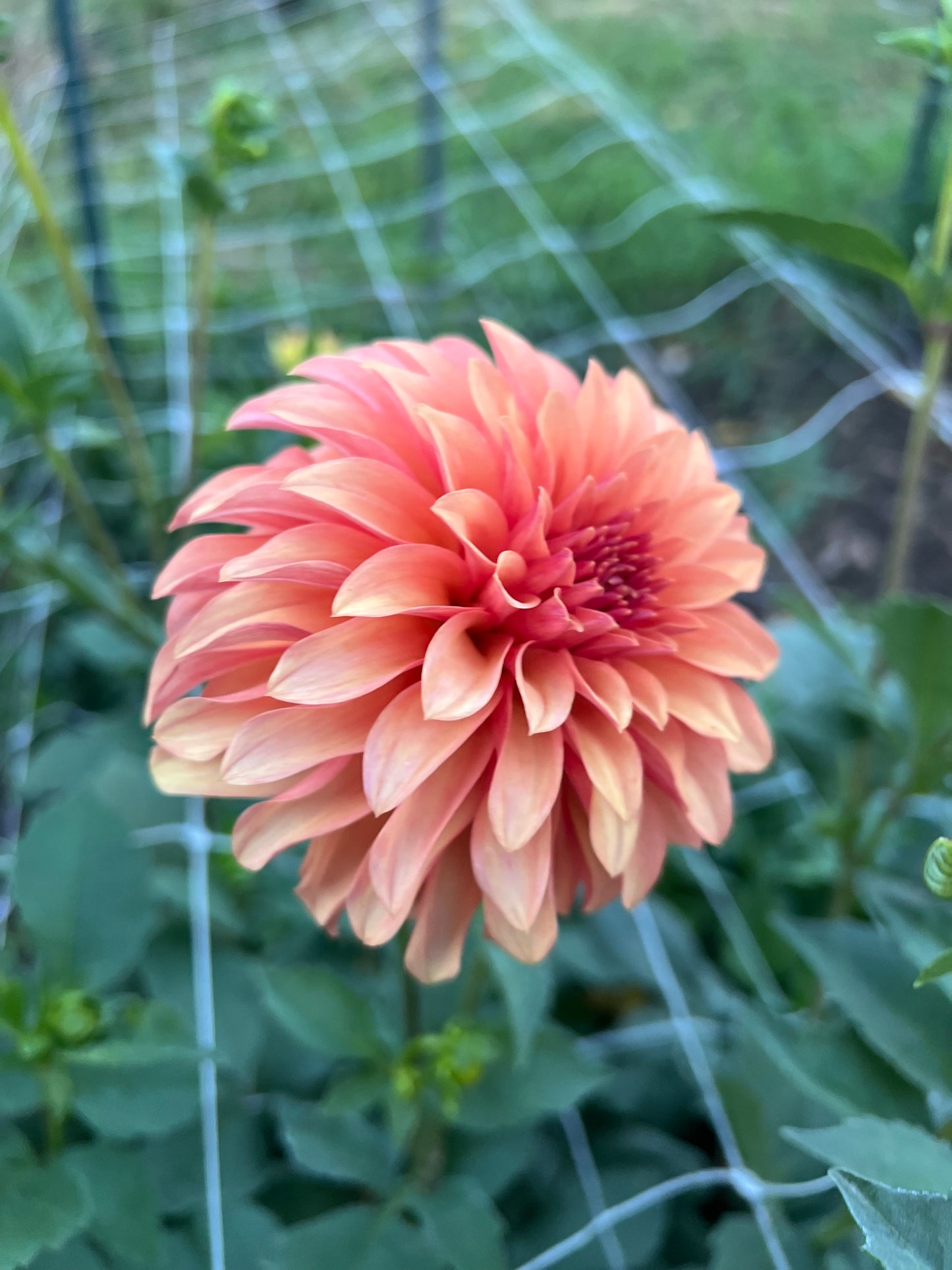 River's Can't Elope - Rooted Cutting