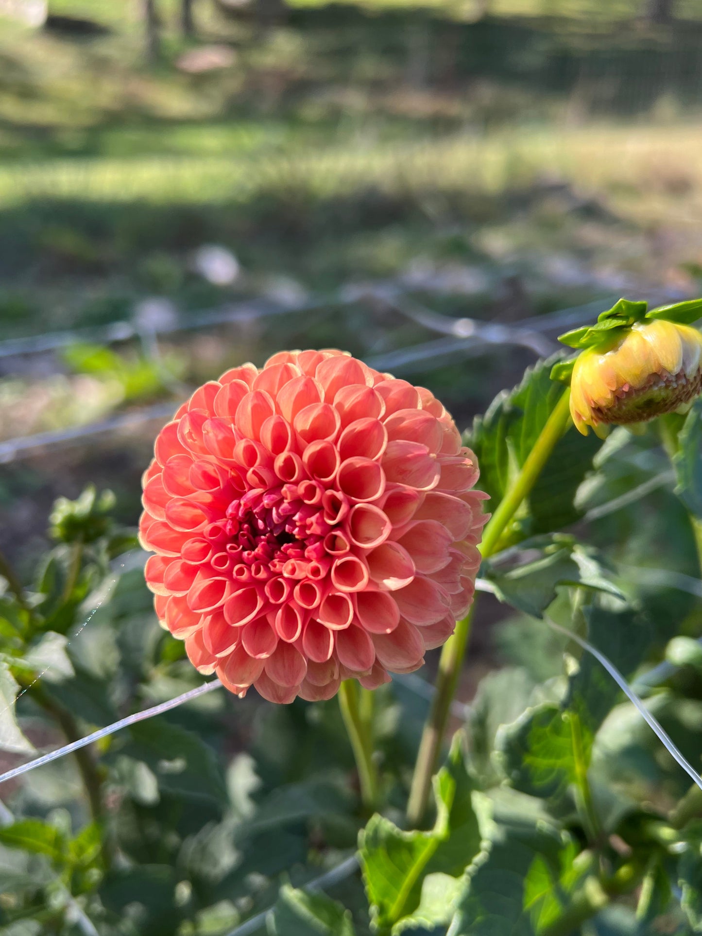 Levi's Fiery Plum - Rooted Cutting