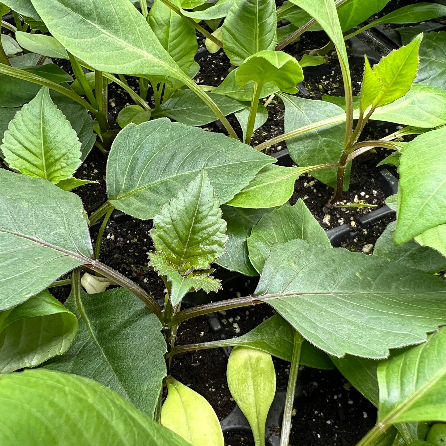 KA's Mocha Jake - Dahlia Seeds