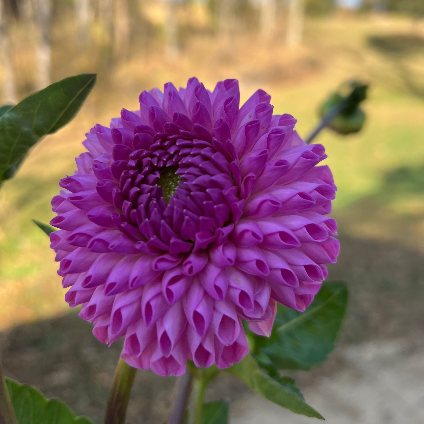 20th Ave For Mom - Rooted Cutting