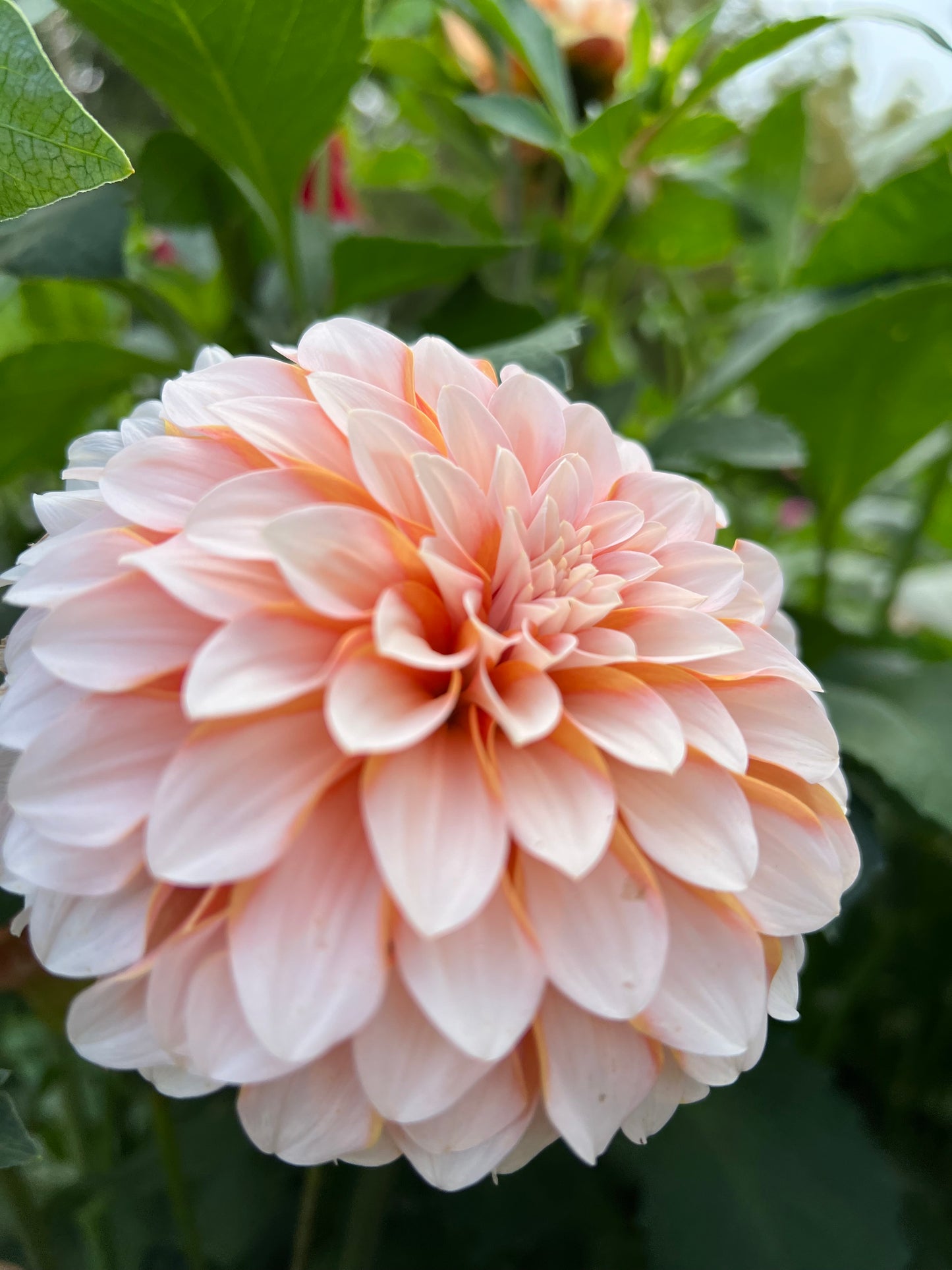 Lee's Chloe - Rooted Cutting