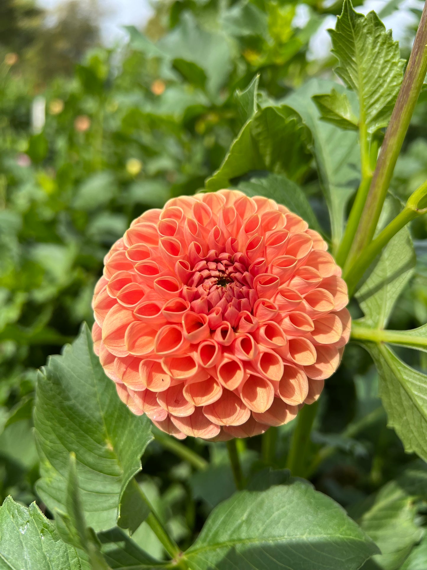 Bee Hive - Rooted Cutting