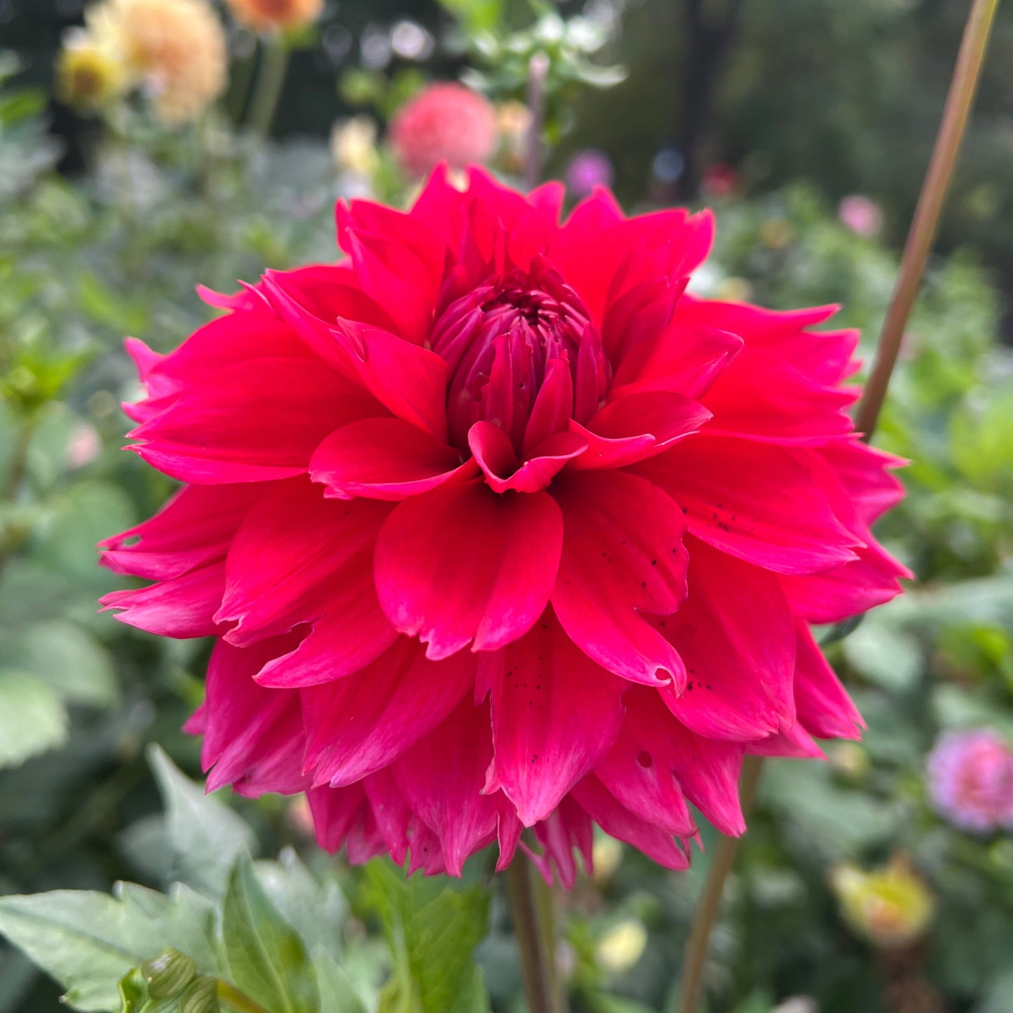 Lee's Elmo - Rooted Cutting