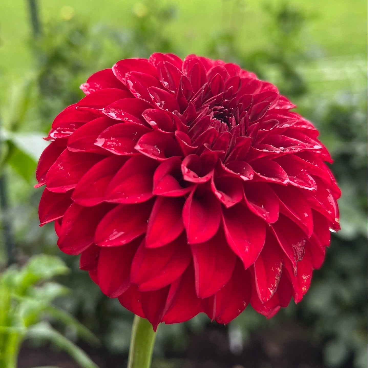 WB's Loverboy - Rooted Cutting