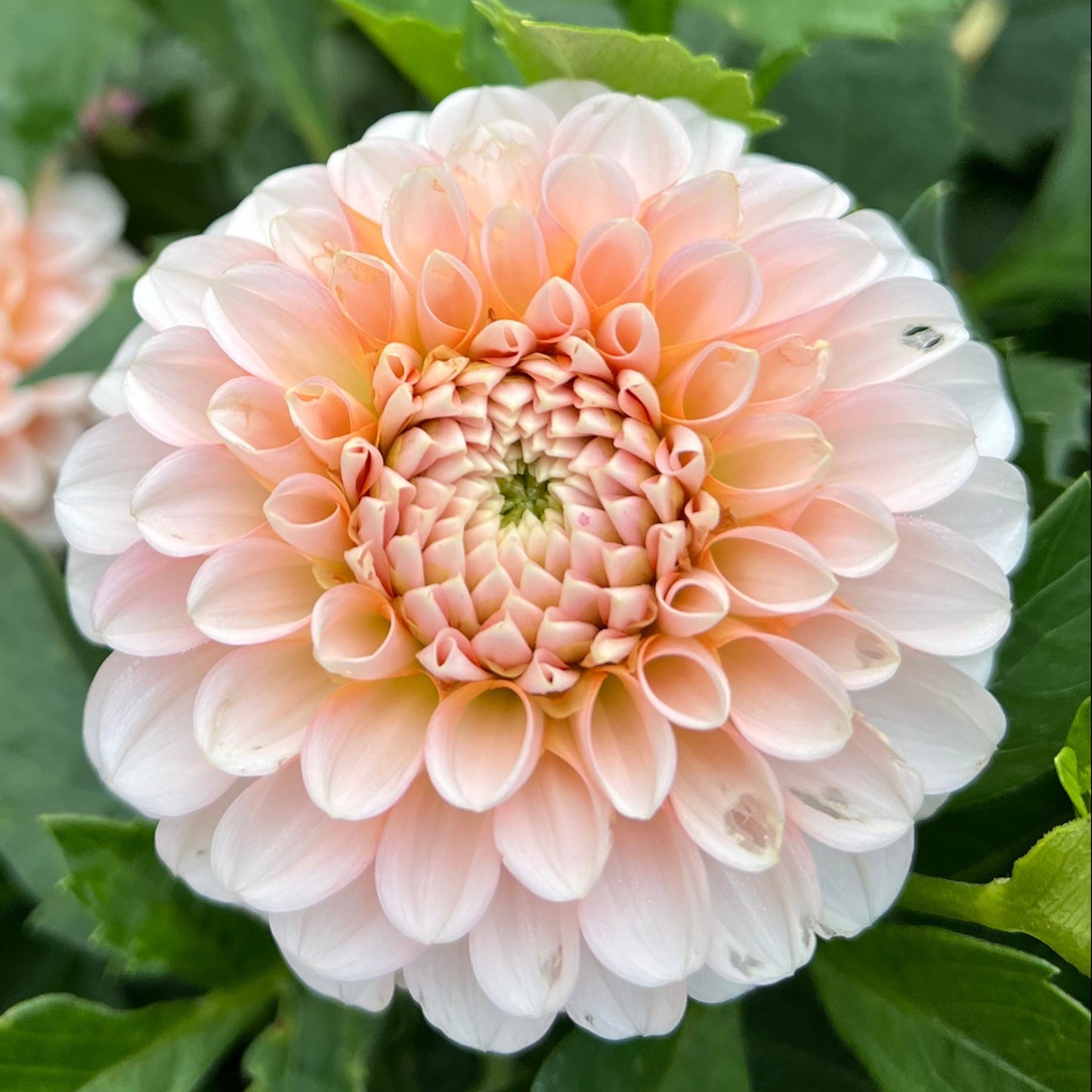 Lee's Kewpie - Rooted Cutting