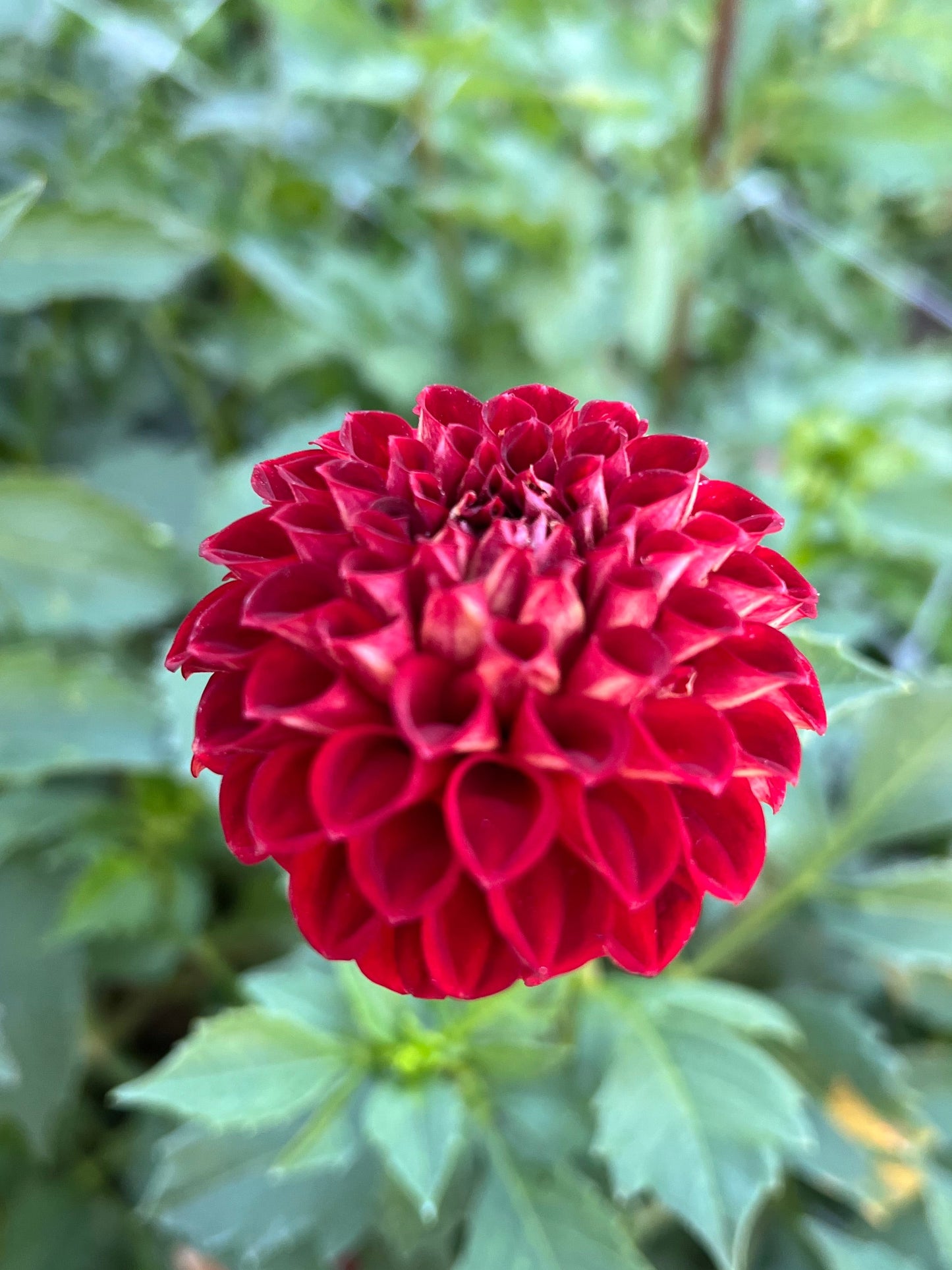 Crazy 4 Ieashia - Rooted Cutting