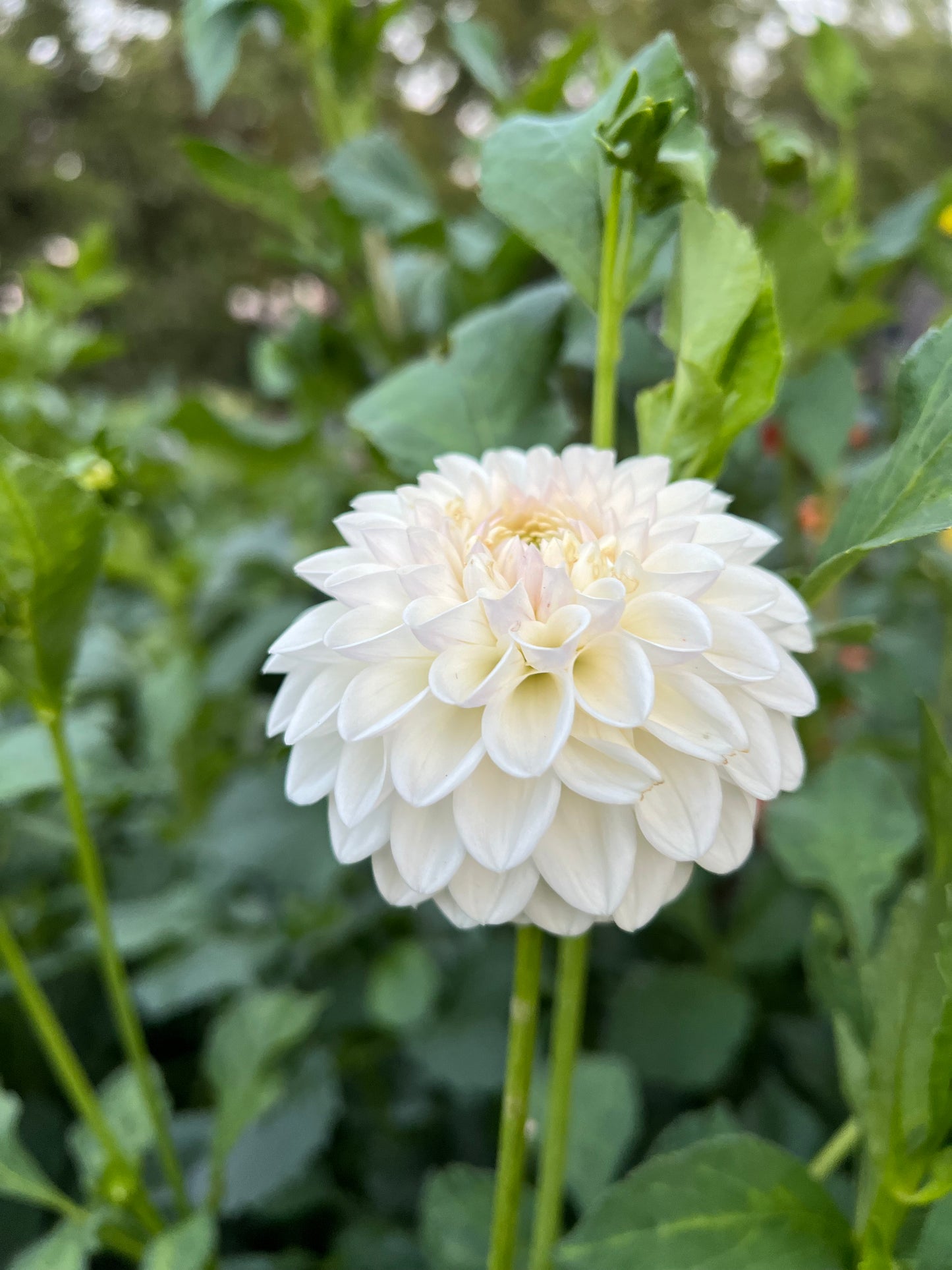 Ferncliff Pearl