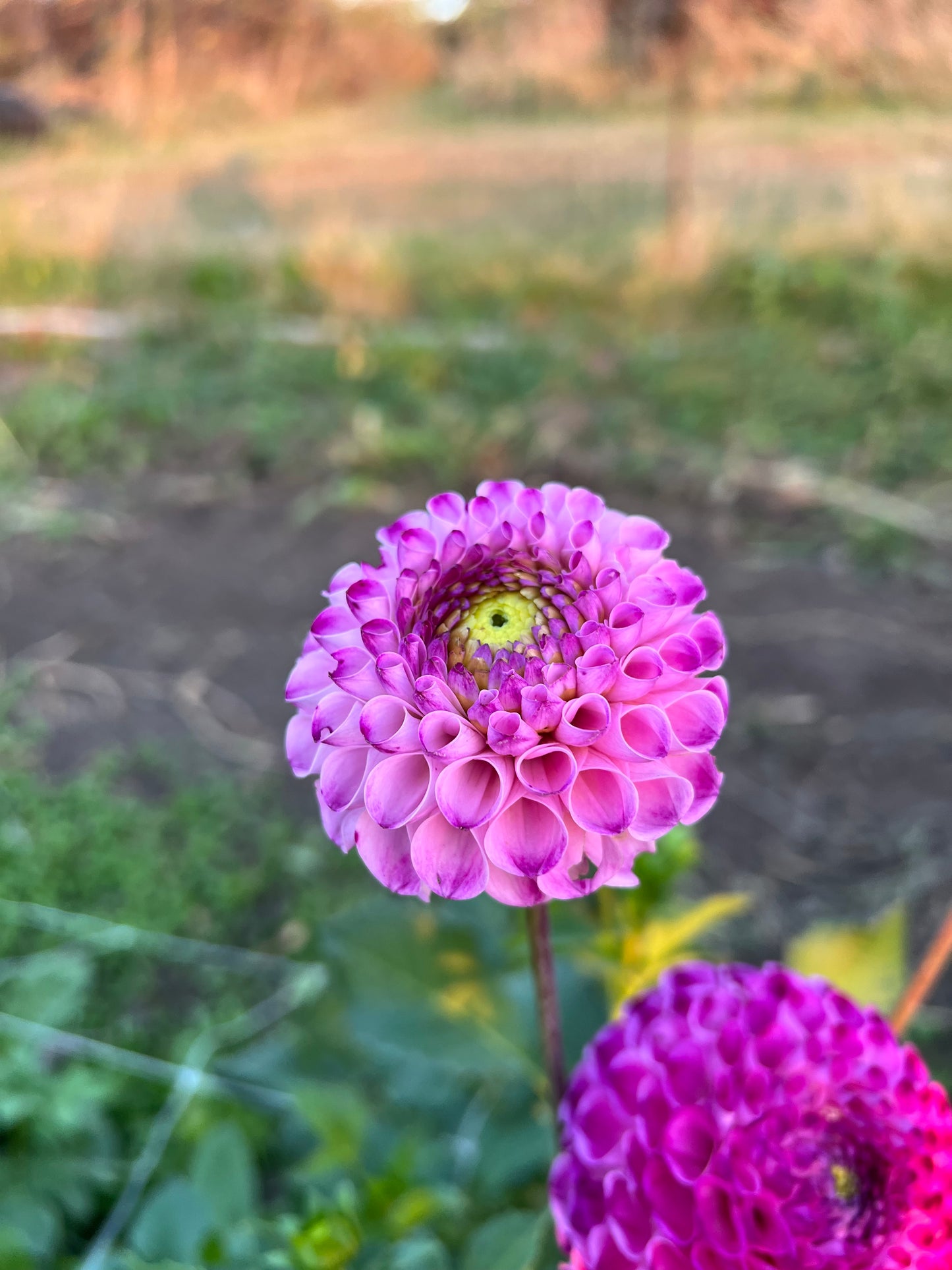 Hapet Greeneye