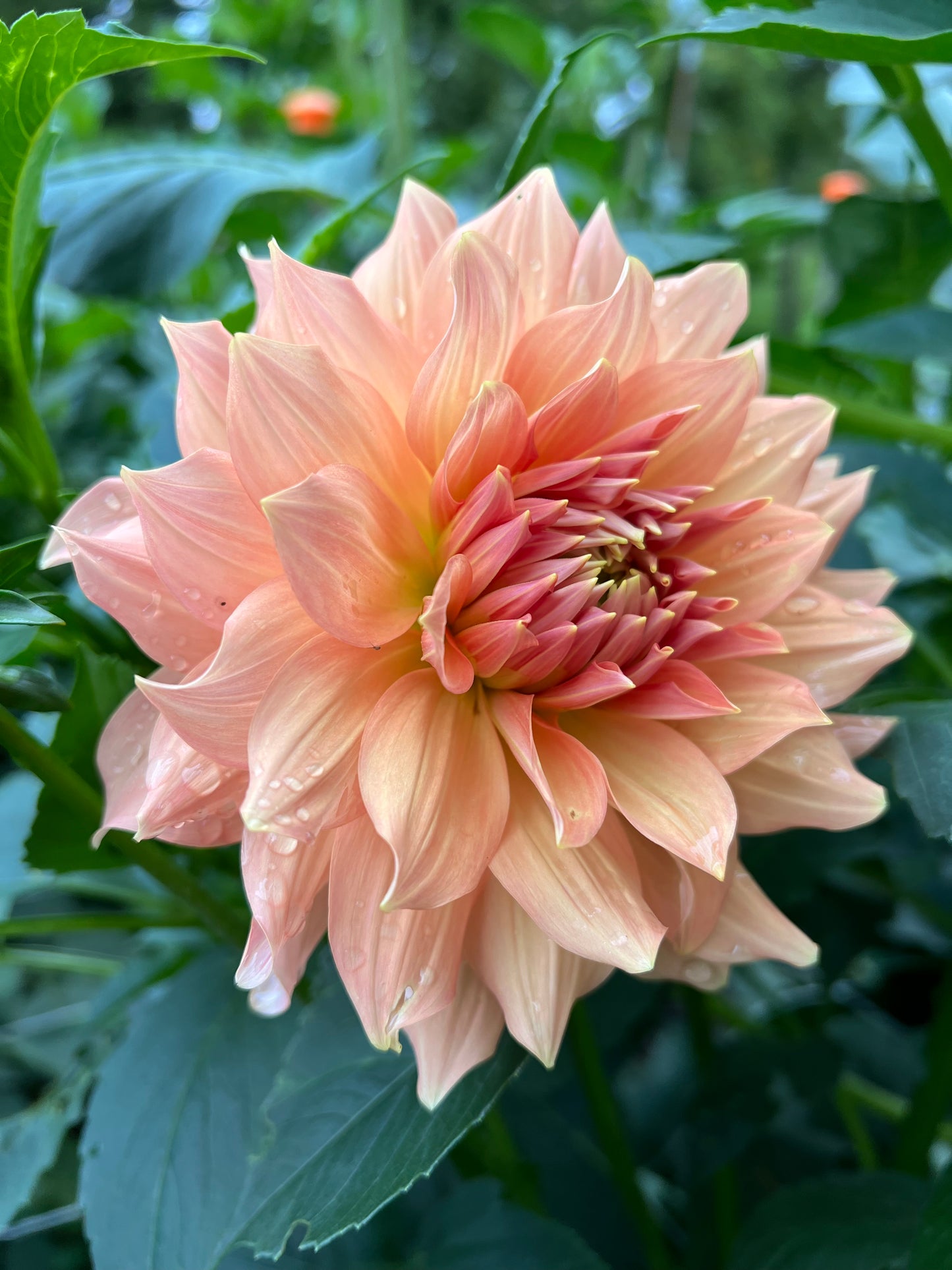 Peach Bud - Rooted Cutting