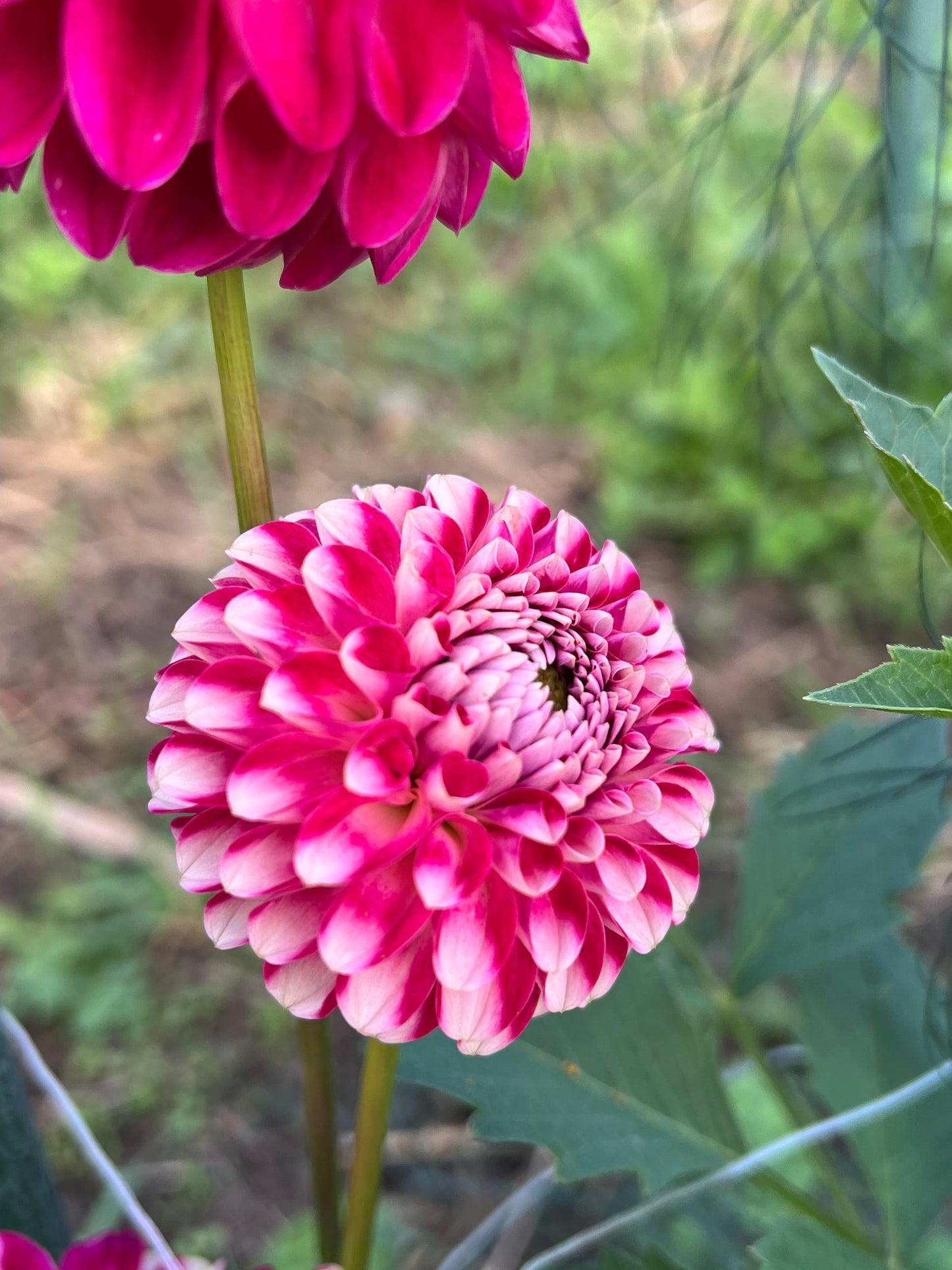 Hollyhill Pixie