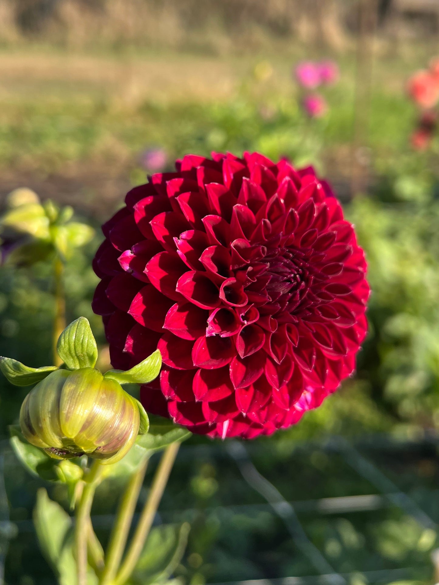 Saddlerock Tiny Giant - Rooted Cutting