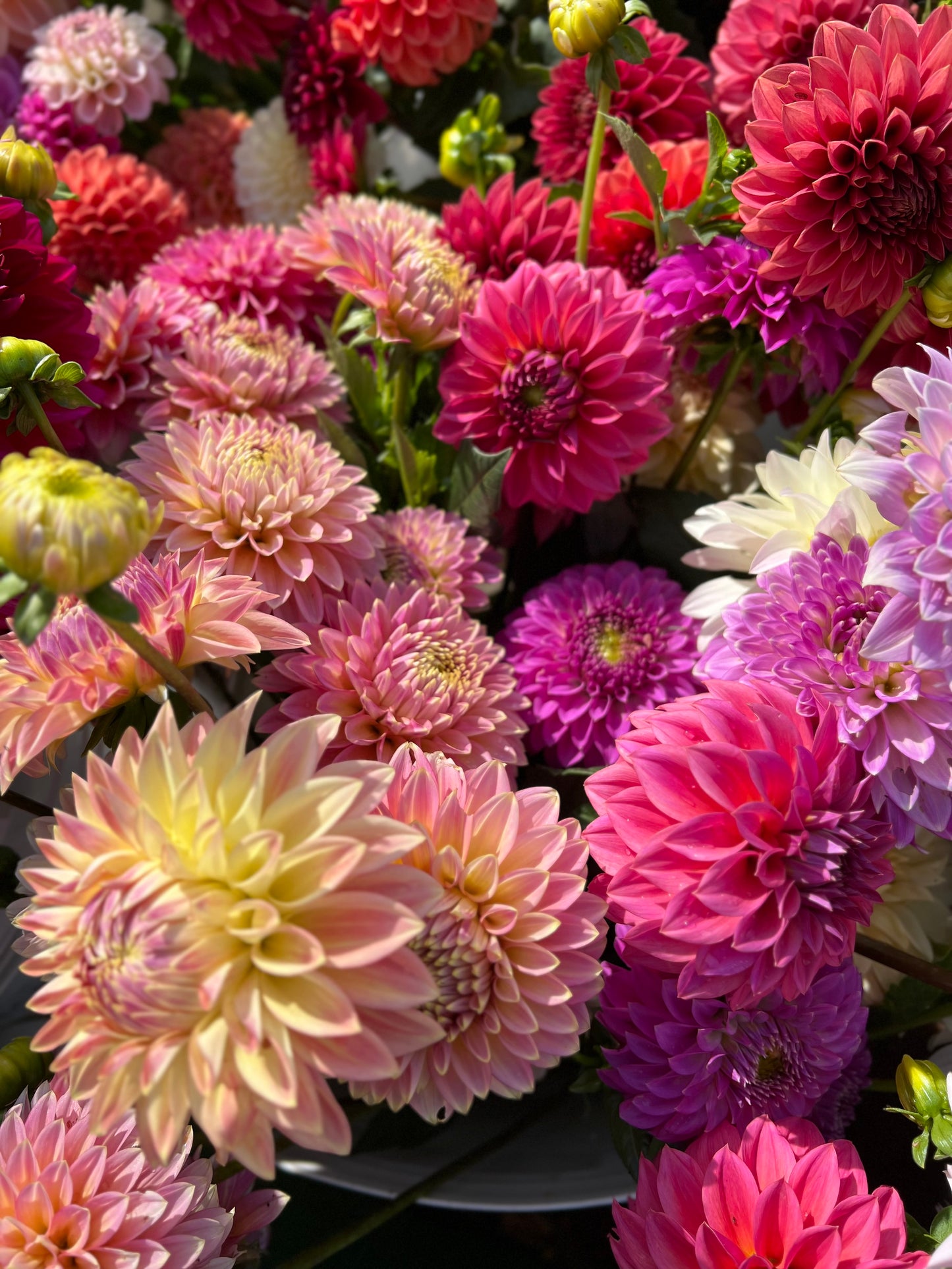 Fully Double Mix - Dahlia Seeds