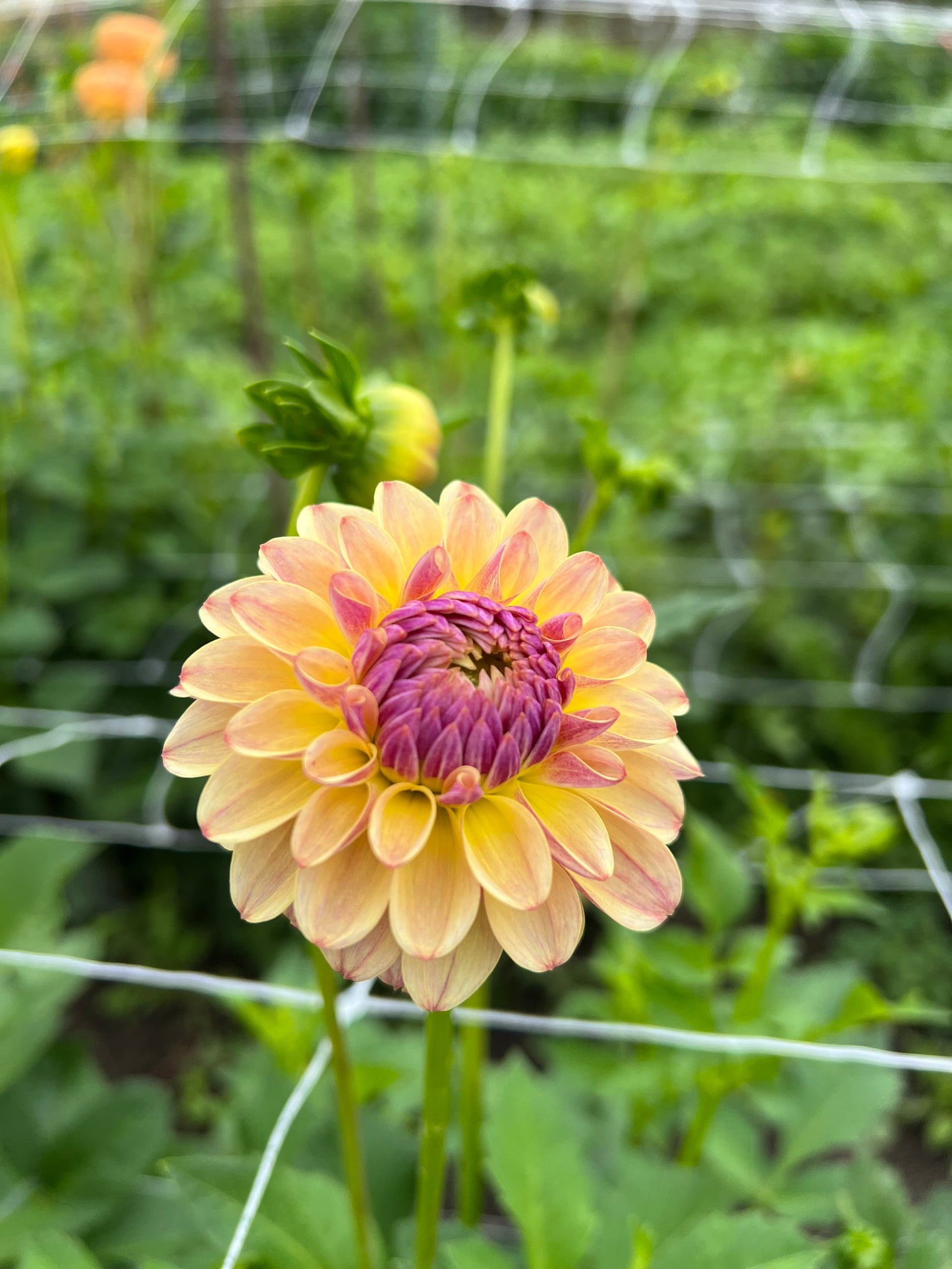 Coseytown Gale - Dahlia Seeds