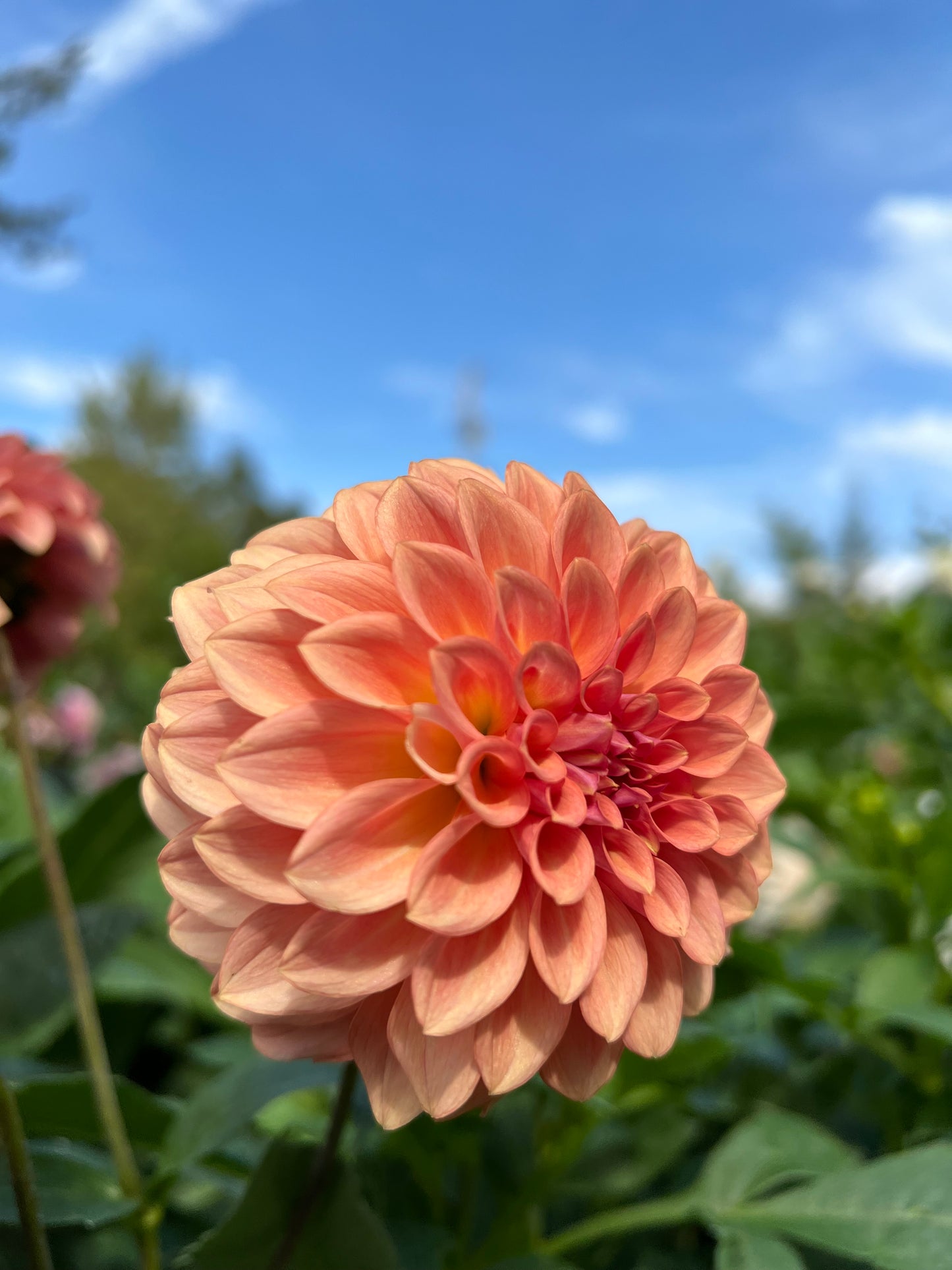 Levi's Blue Smoke - Rooted Cutting