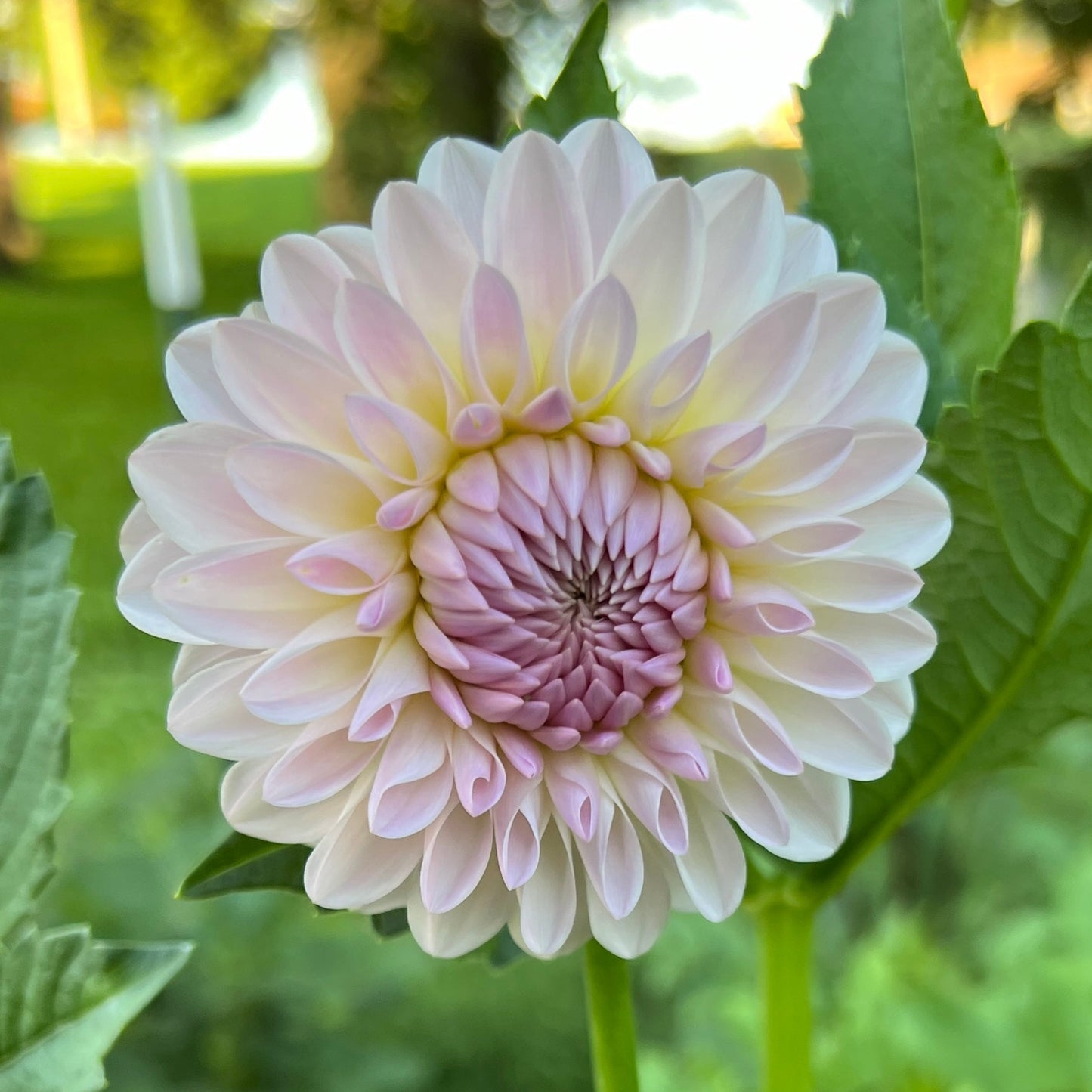 Tahoma Stellar Feller - Rooted Cutting