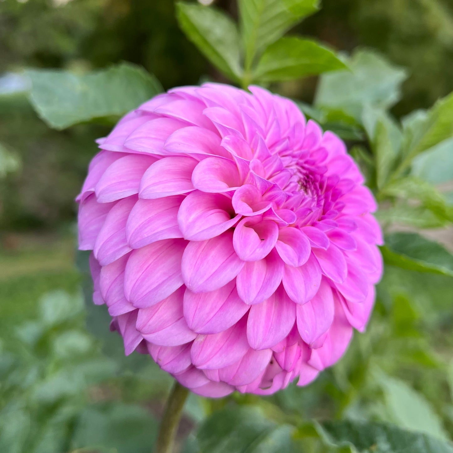 Glenmarc Skye - Rooted Cutting