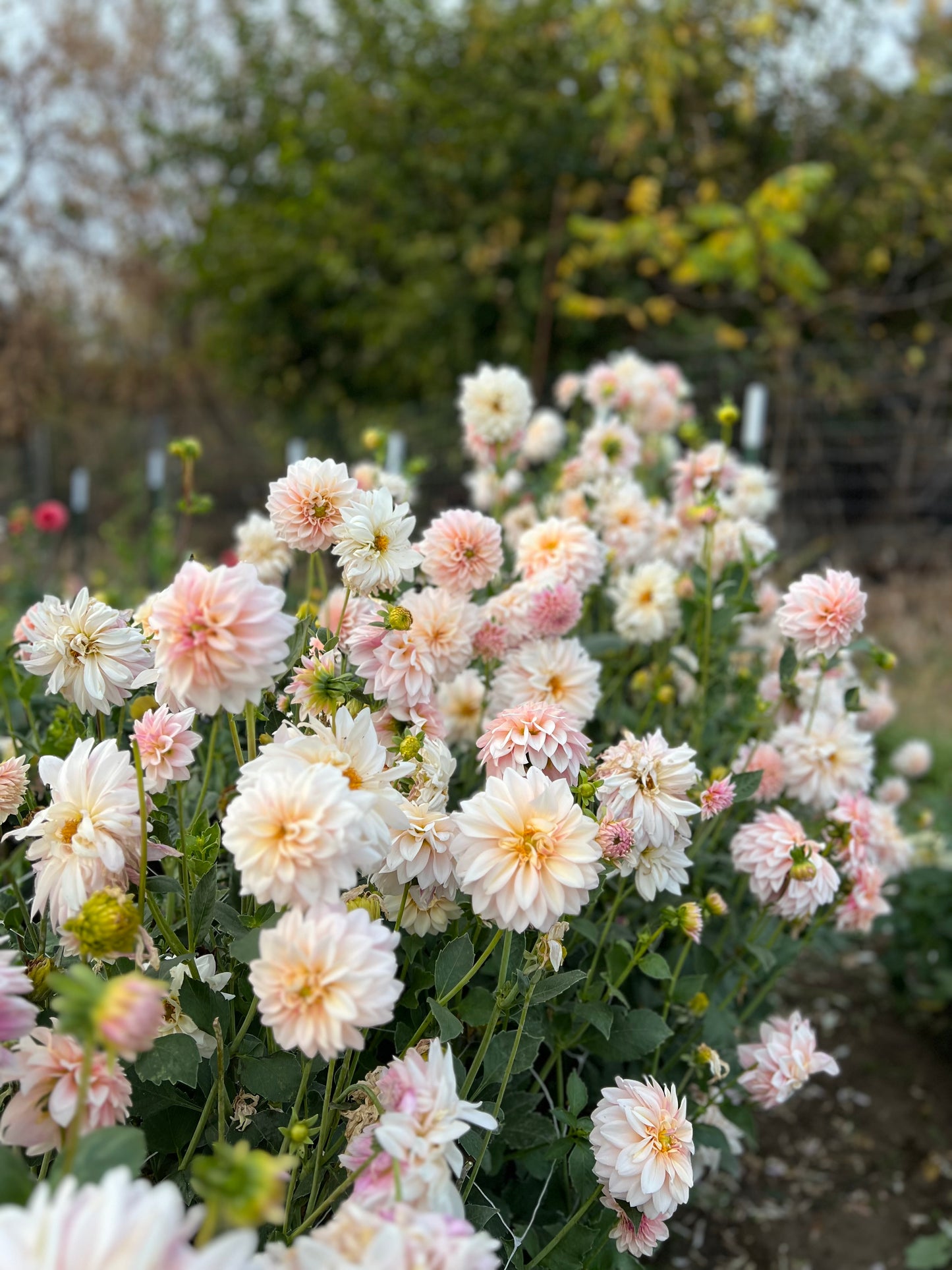 KA's Mocha Jake - Dahlia Seeds