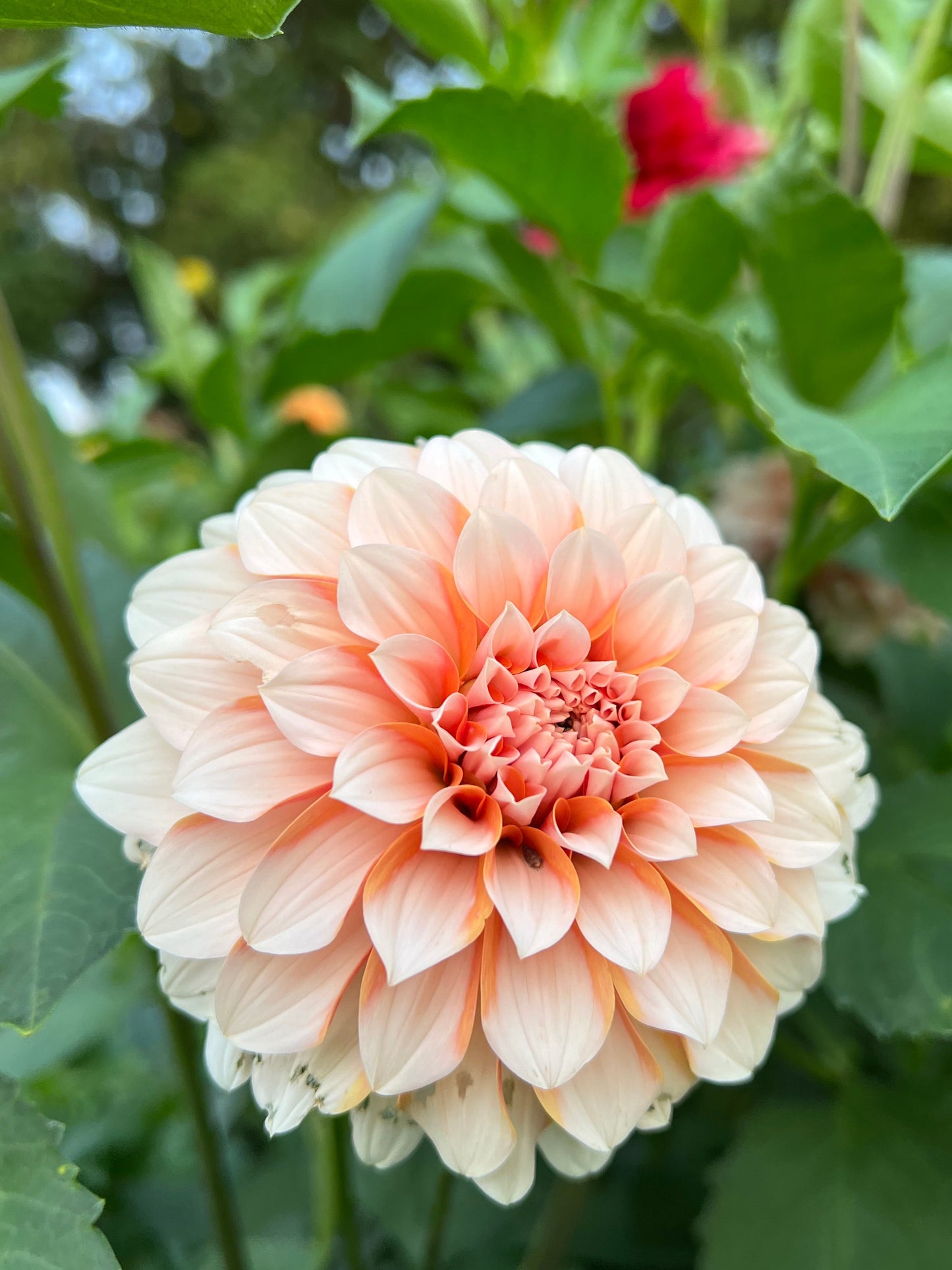 Lee's Chloe - Rooted Cutting