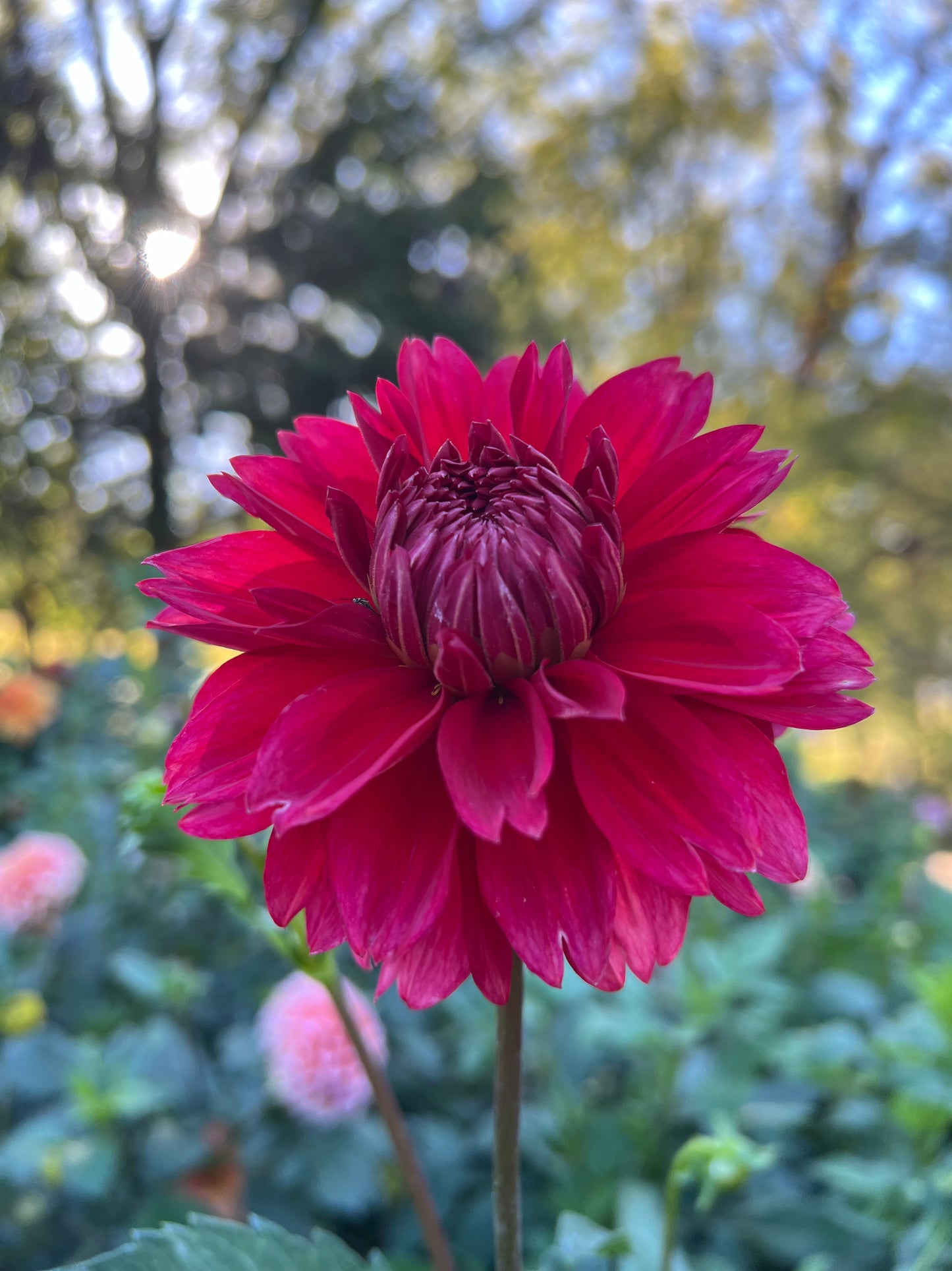 Lee's Elmo - Rooted Cutting