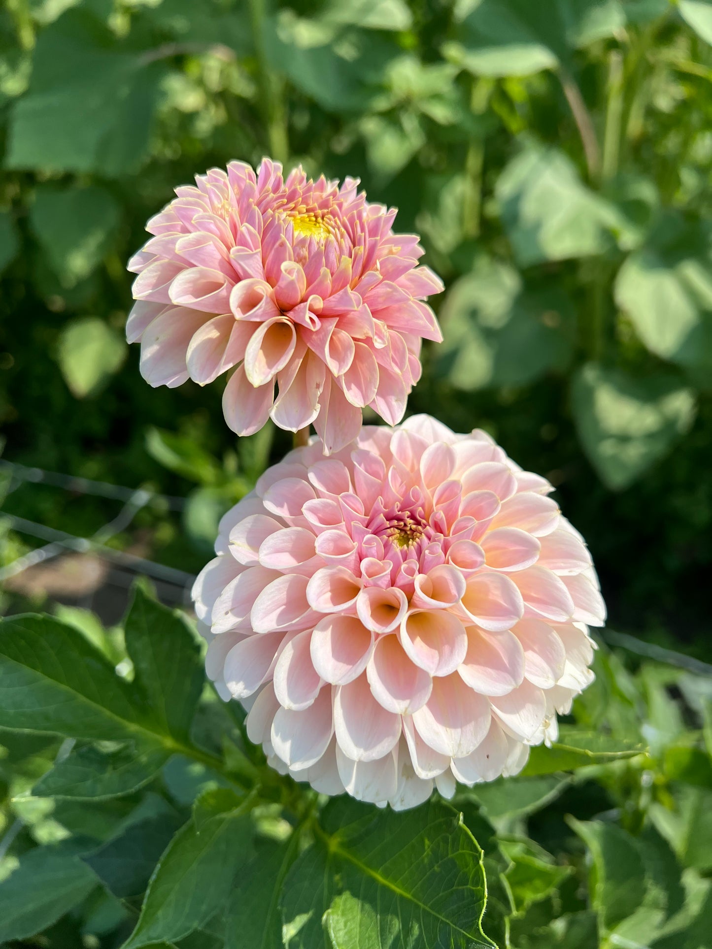 KA's Cinder Rose - Rooted Cutting