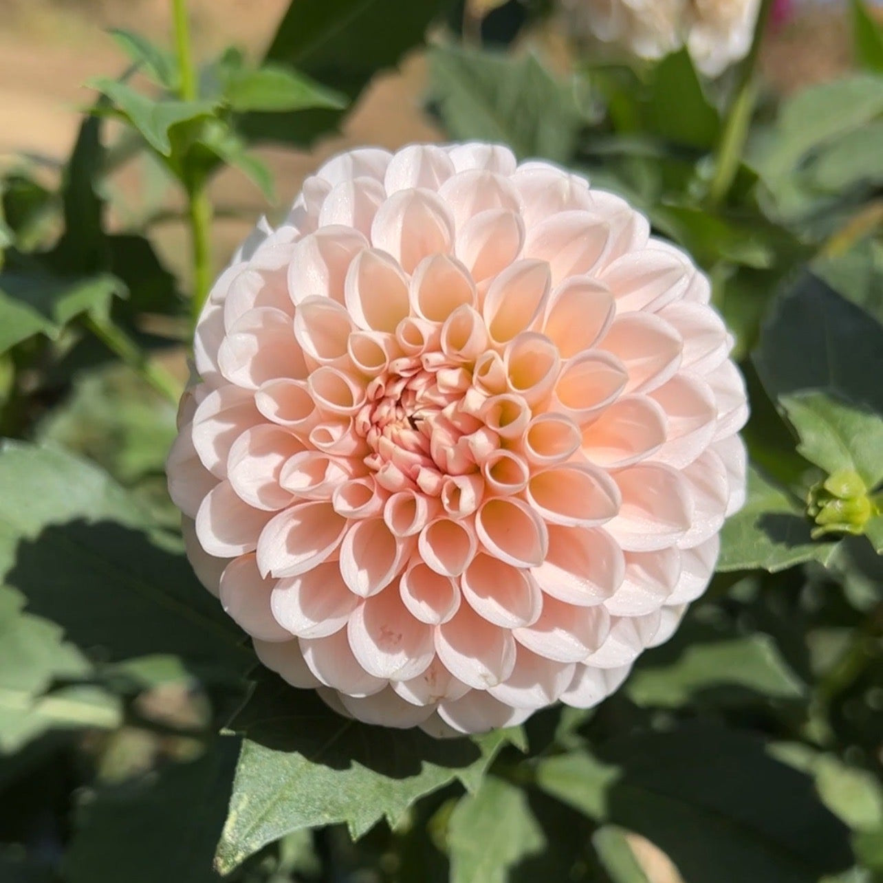 Lee's Kewpie - Rooted Cutting