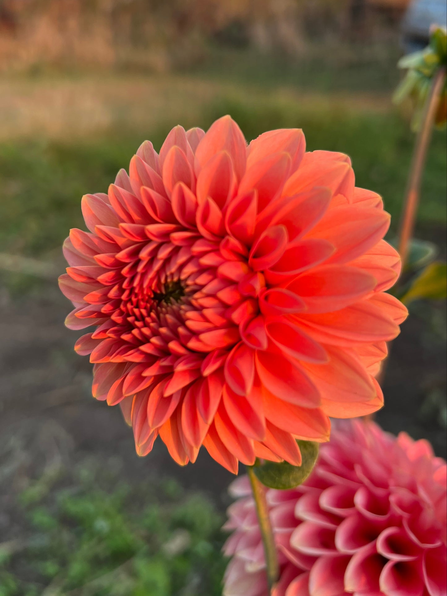 KA's Guava - Rooted Cutting