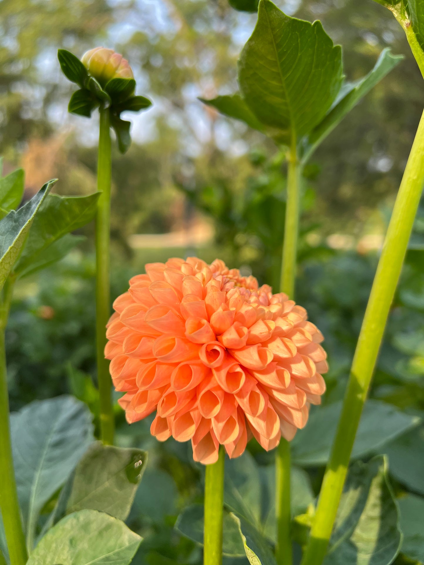 Ms Honey - Rooted Cutting