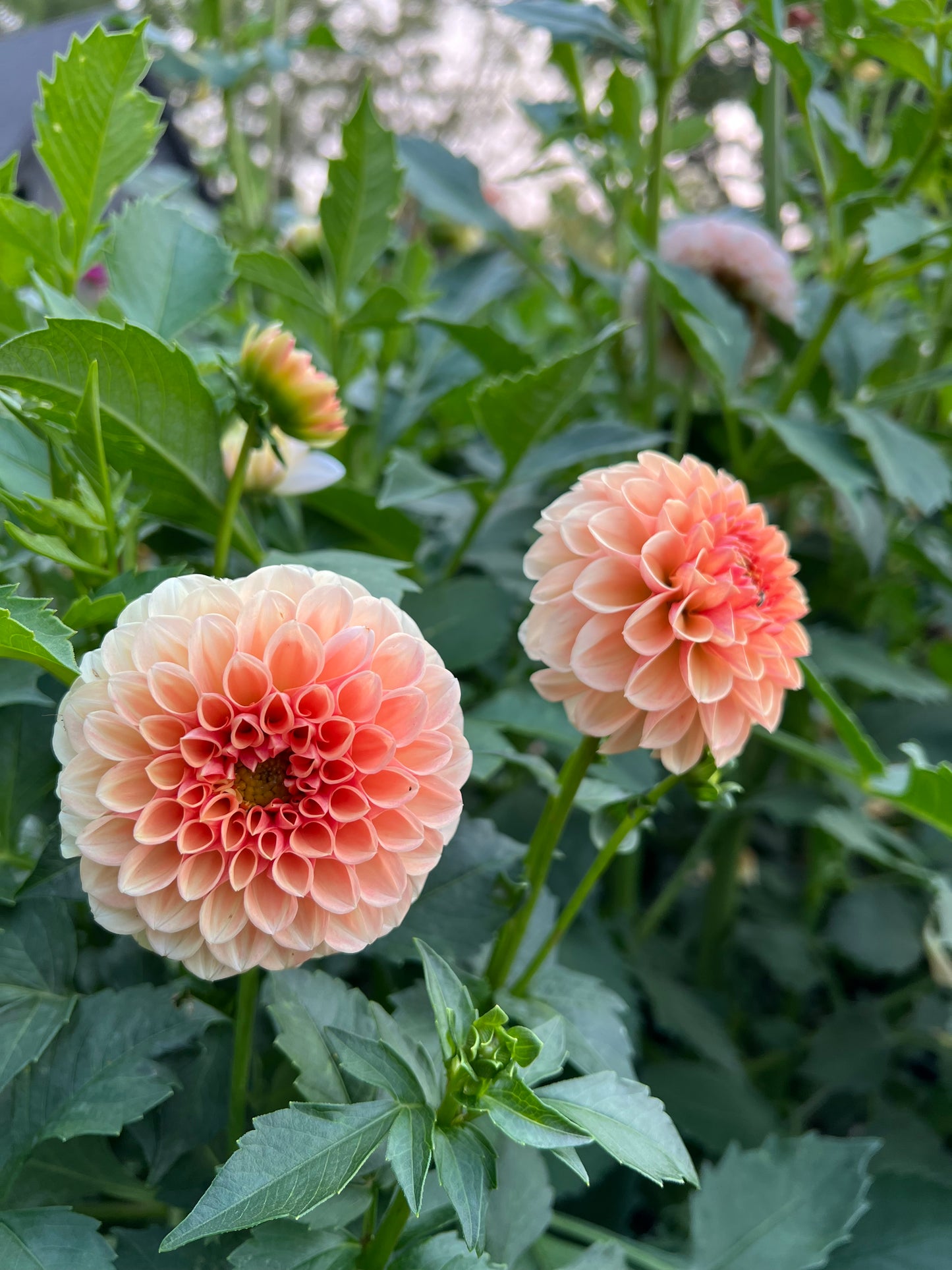 Lee's Beech Glow - Rooted Cutting