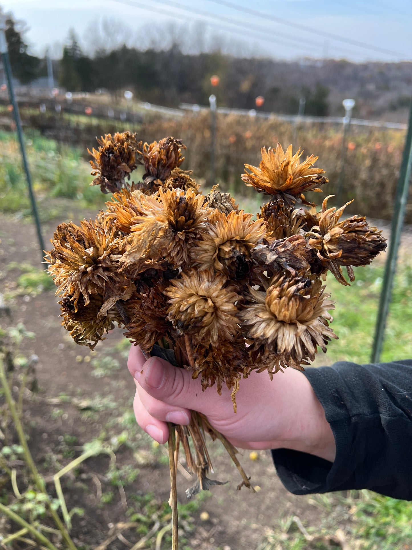 KA's Mocha Jake - Dahlia Seeds